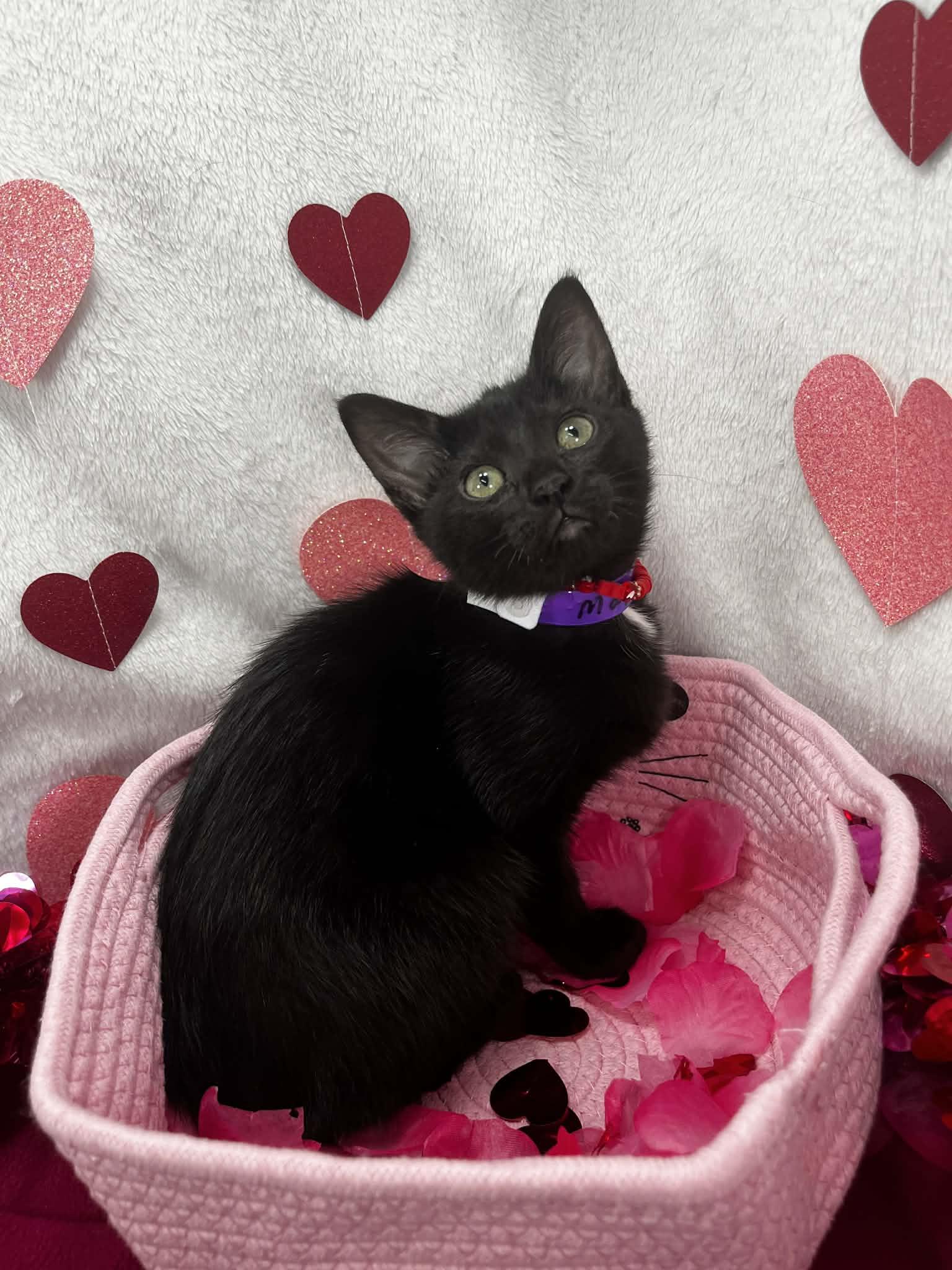 Enlarge Maggie Mac, a ADOPTABLE Domestic Medium Hair in Tavares, FL image 1/1