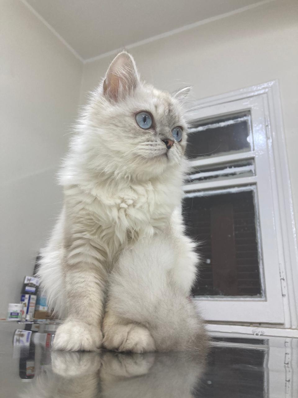 Lora, ADOPTABLE, Kitten Female Persian.