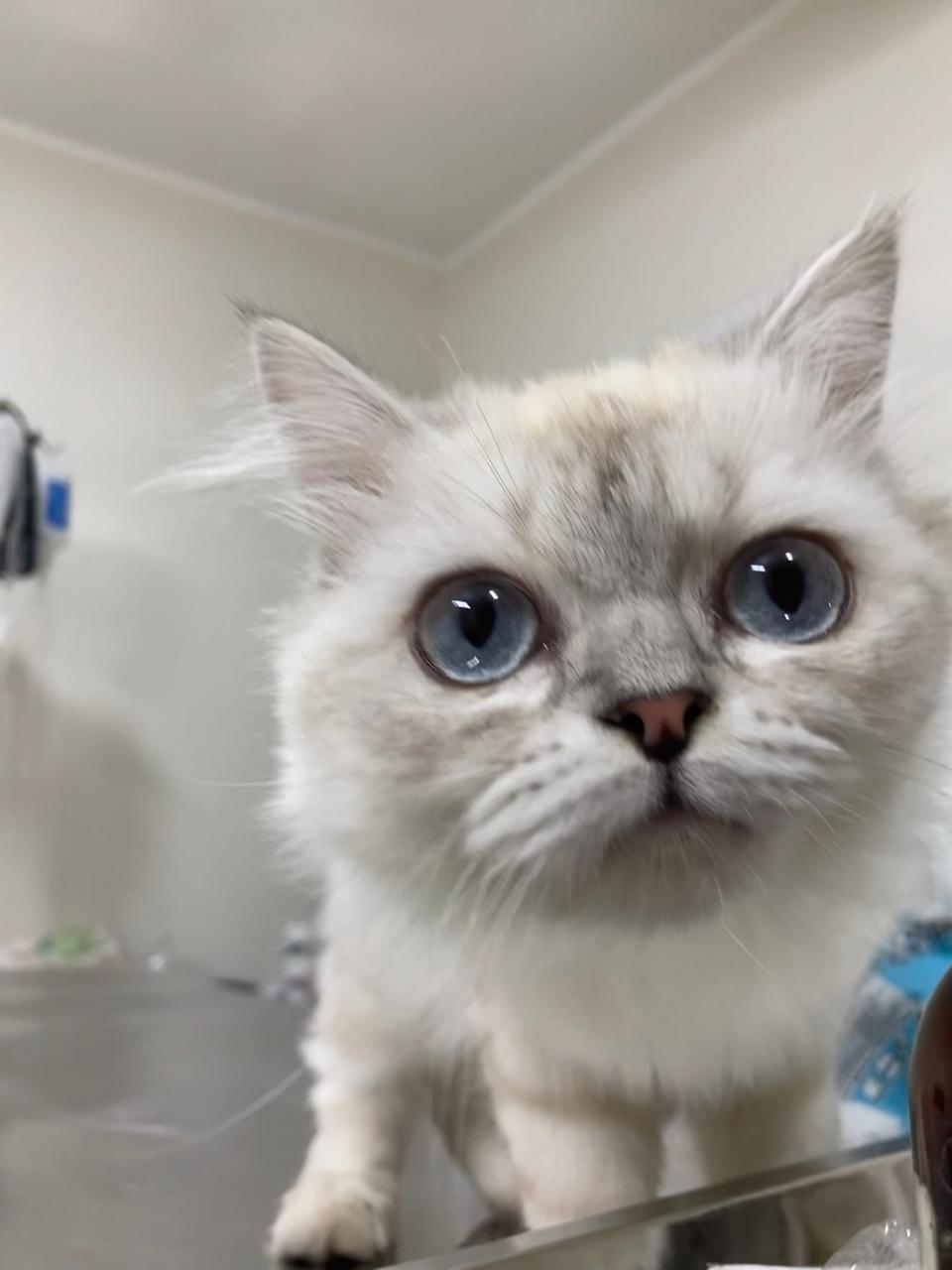 Enlarge Lora, a ADOPTABLE mixed breed in North York, ON image 4/6