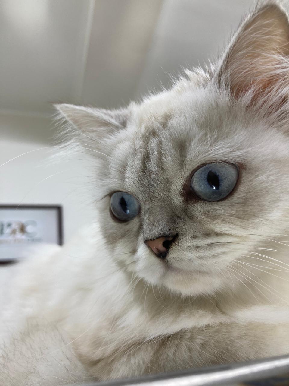 Enlarge Lora, a ADOPTABLE mixed breed in North York, ON image 3/6