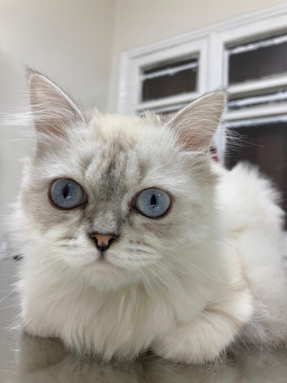 Enlarge Lora, a ADOPTABLE mixed breed in North York, ON image 5/6