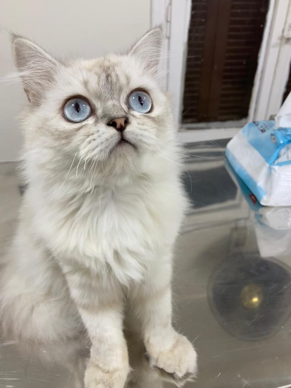 Enlarge Lora, a ADOPTABLE mixed breed in North York, ON image 6/6