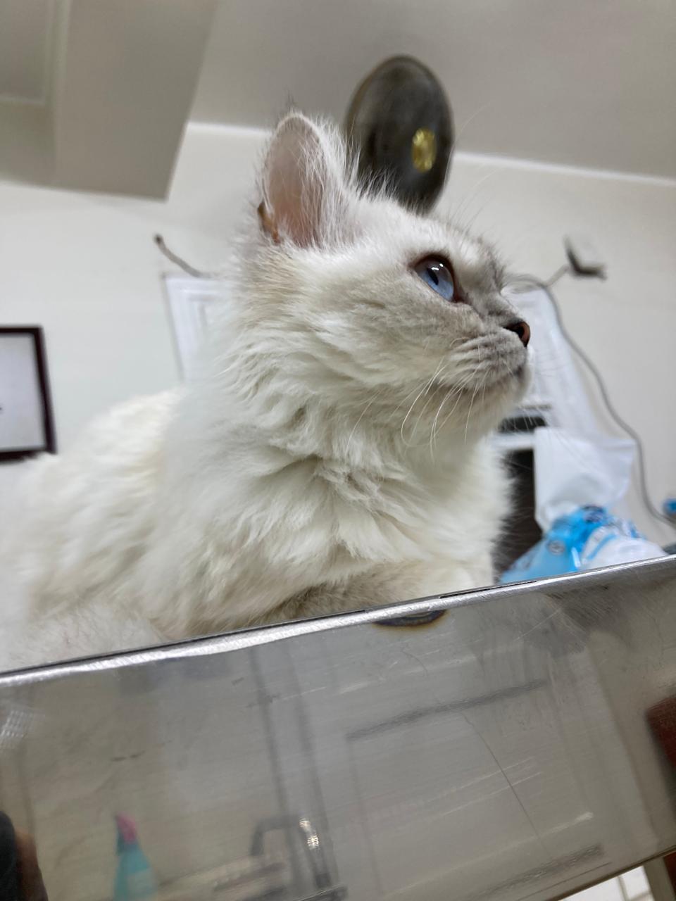 Enlarge Lora, a ADOPTABLE mixed breed in North York, ON image 2/6