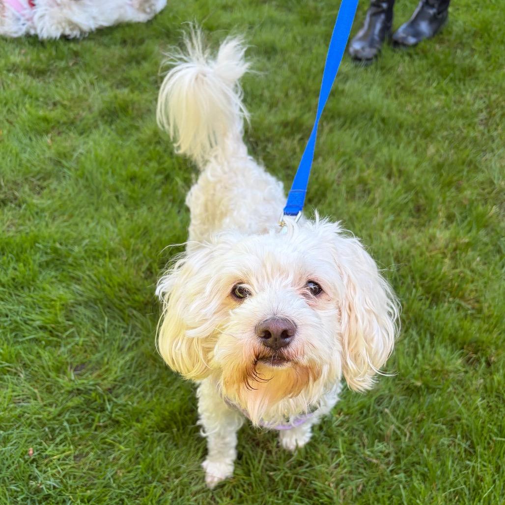 Oso, Adoptable, Adult Male Maltese & Mixed Breed.