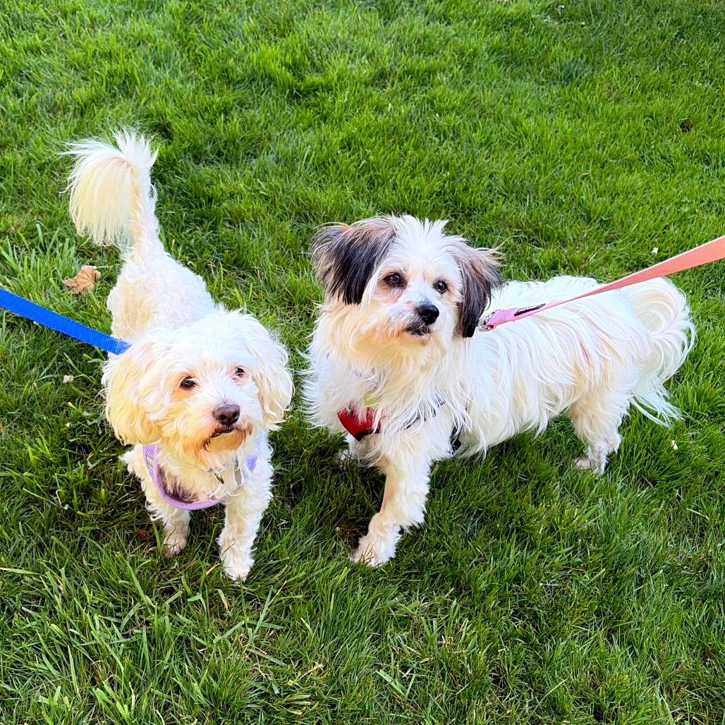 Enlarge Oso, a Adoptable mixed breed in Woodinville, WA image 2/6