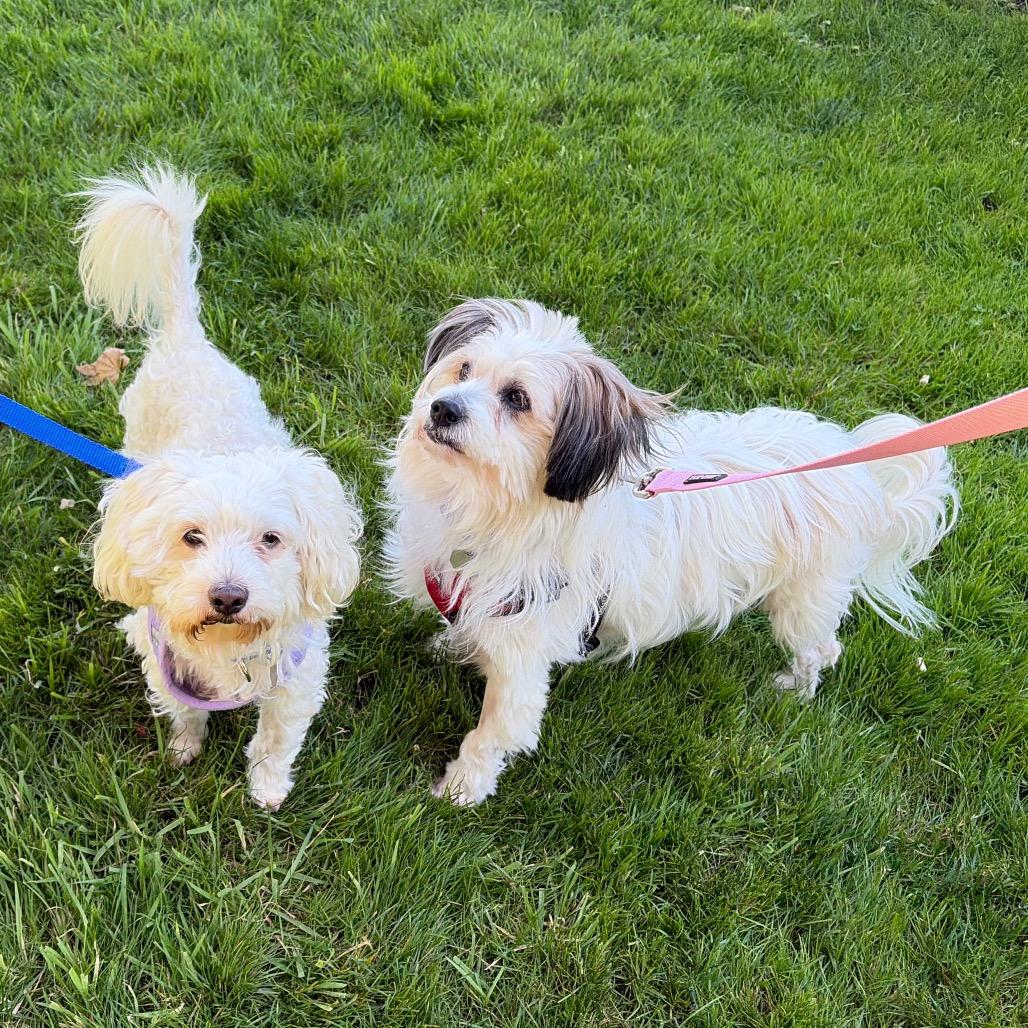 Enlarge Oso, a Adoptable mixed breed in Woodinville, WA image 3/6