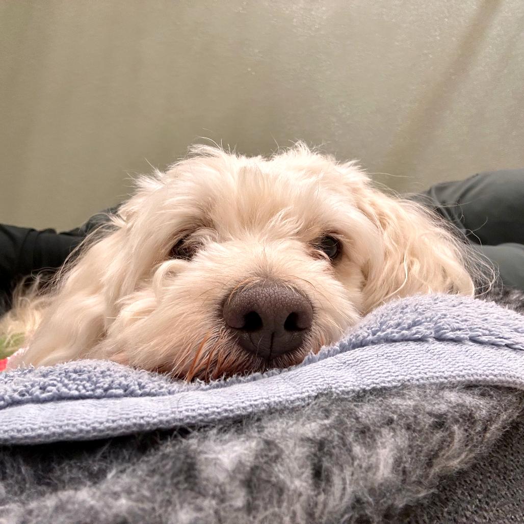 Enlarge Oso, a Adoptable mixed breed in Woodinville, WA image 4/6