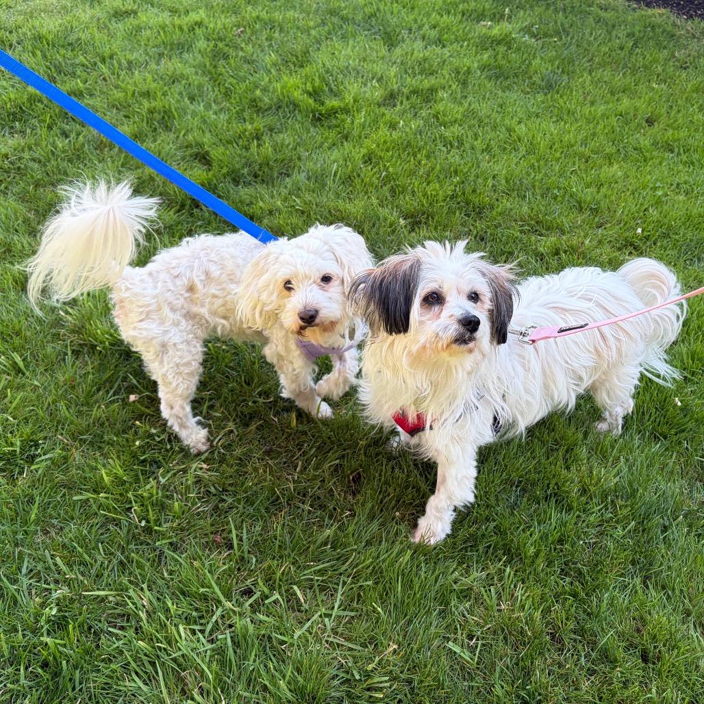 Enlarge Oso, a Adoptable mixed breed in Woodinville, WA image 5/6