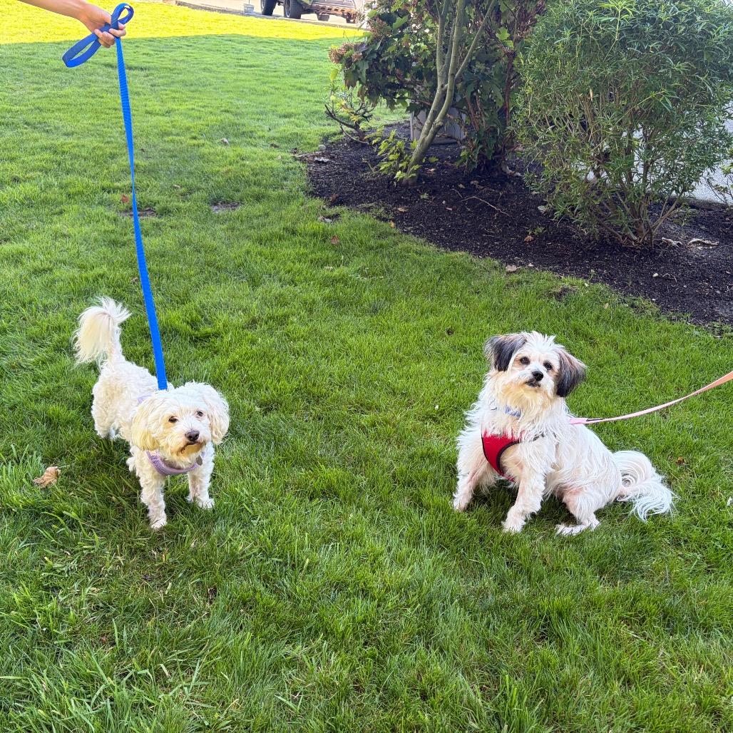 Enlarge Oso, a Adoptable mixed breed in Woodinville, WA image 6/6