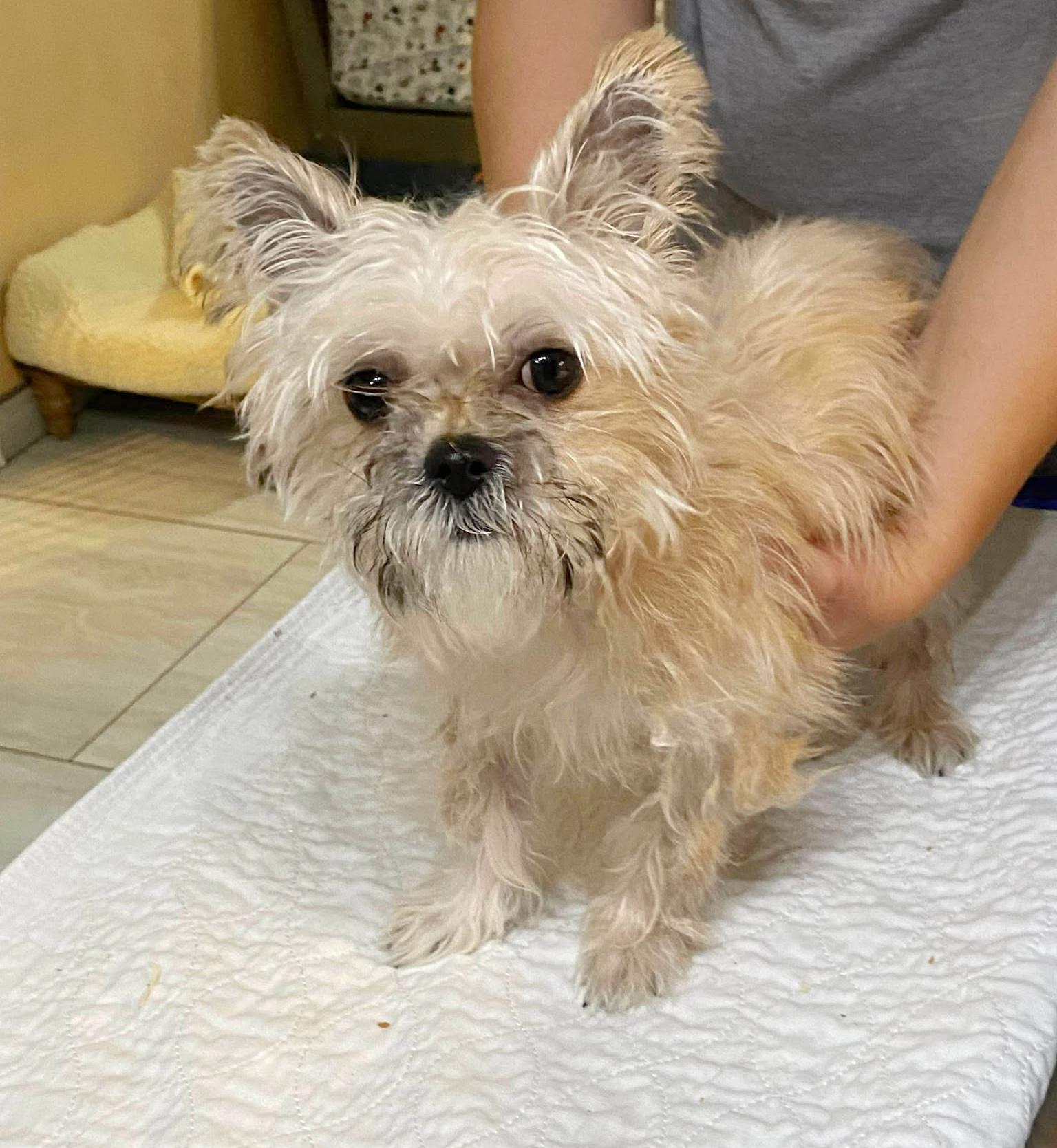 Putter (NOT YET AVAILABLE)