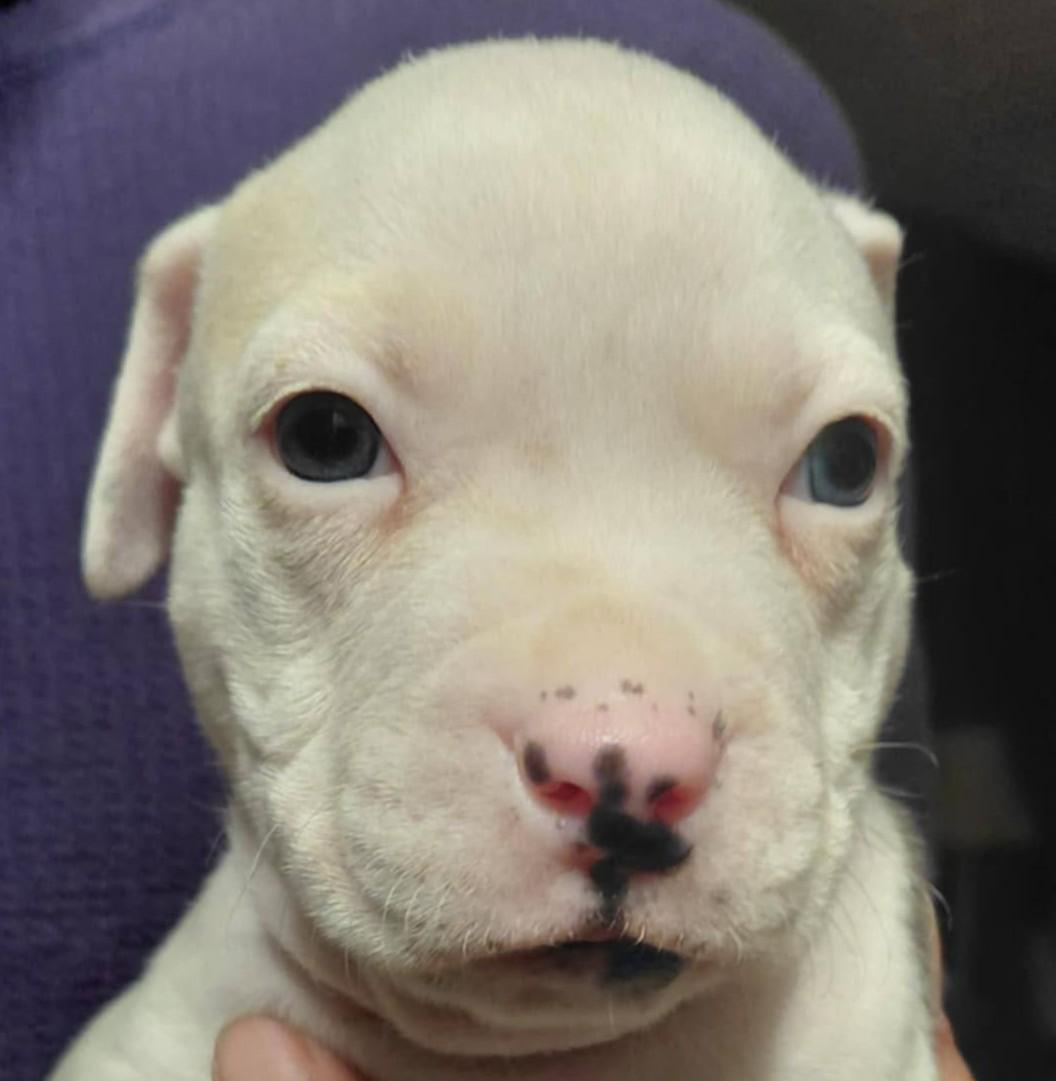 Enlarge Oliver, a ADOPTABLE mixed breed in Powder Springs, GA image 1/1