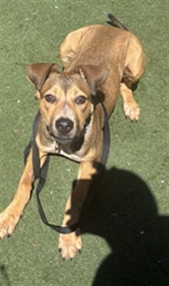 Enlarge PEDRO, a Adoptable mixed breed in Texas City, TX image 1/1