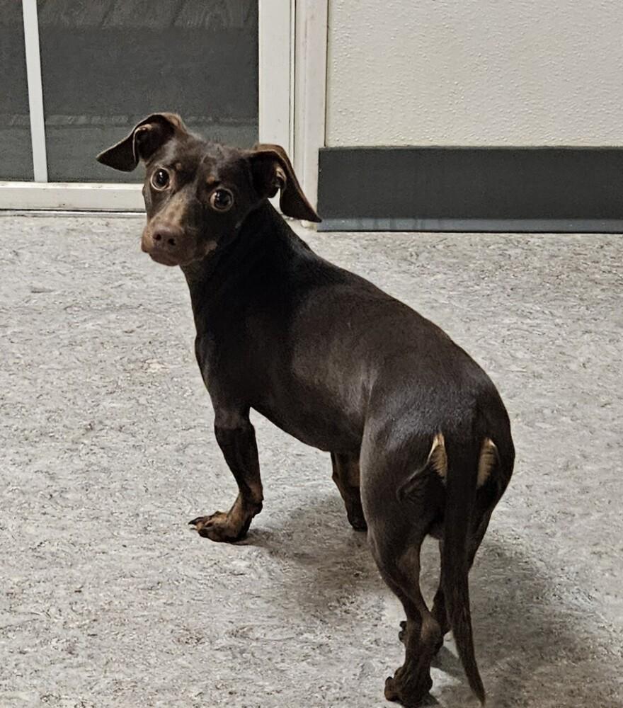 Enlarge Bennie, a Adoptable mixed breed in Winter Garden, FL image 2/3