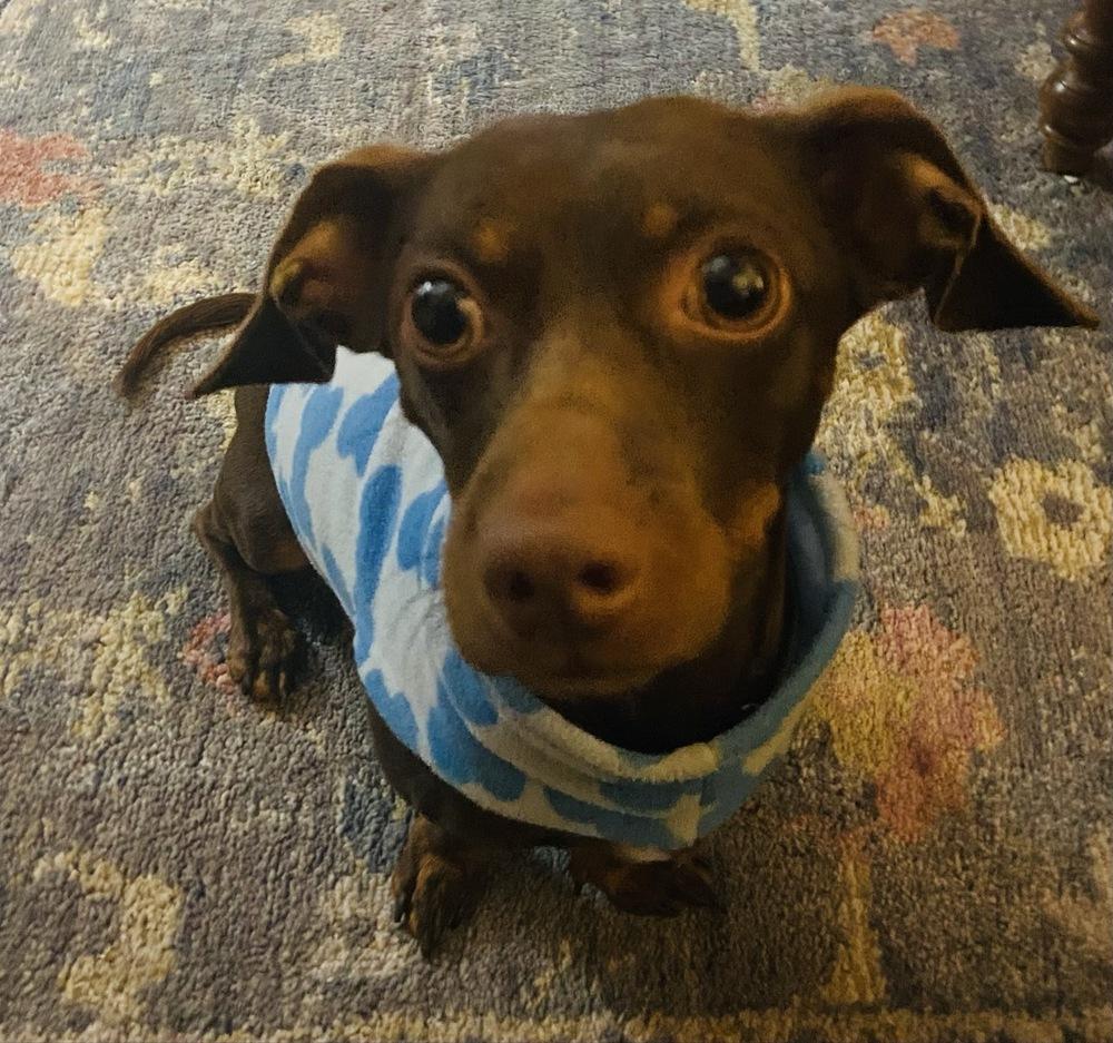 Enlarge Bennie, a Adoptable mixed breed in Winter Garden, FL image 3/3