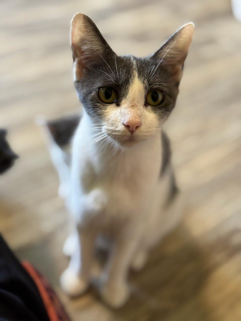 Sherry, Adopted, Adult Female Domestic Short Hair.