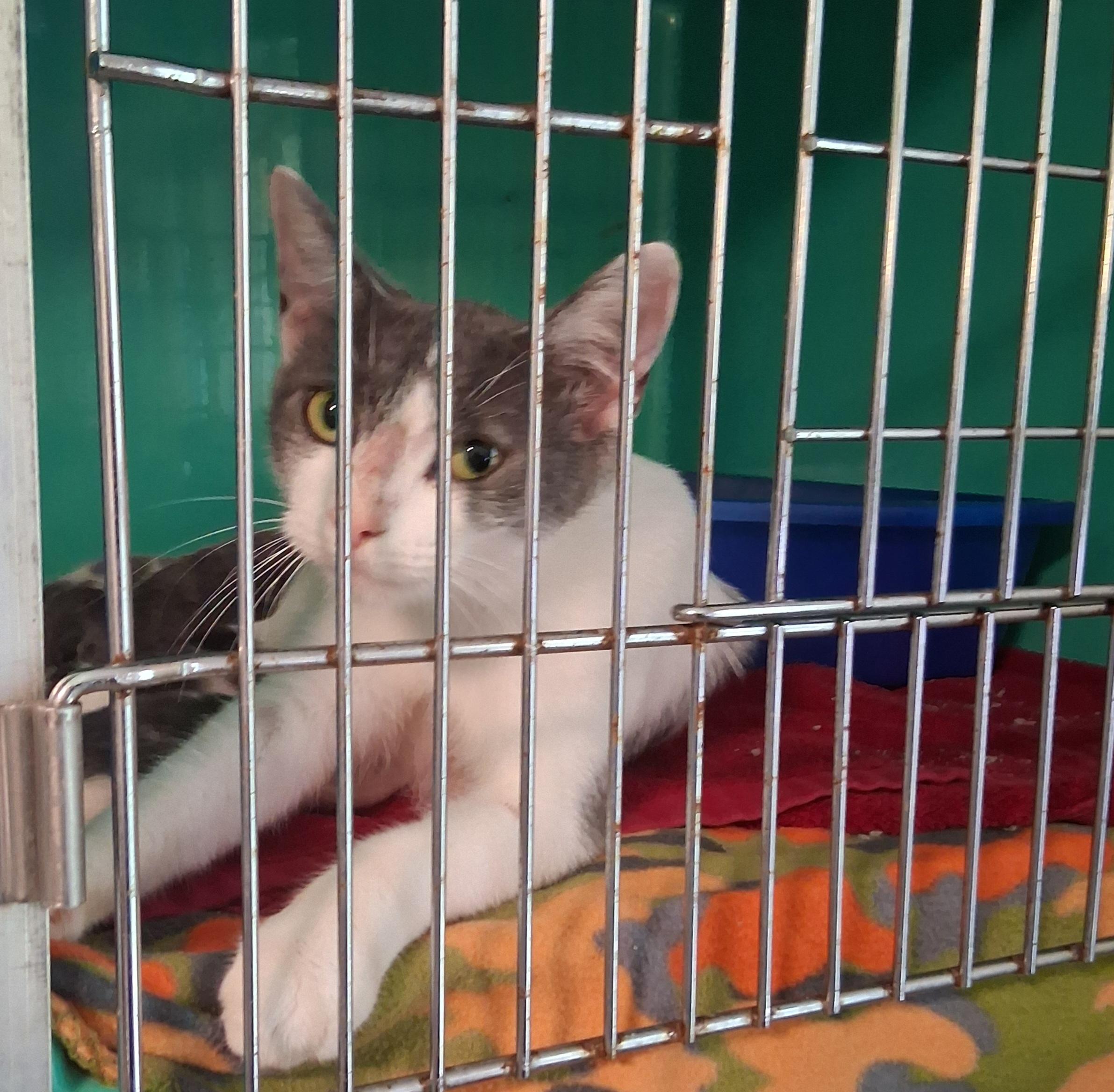 Enlarge Sherry, a Adopted mixed breed in Lynchburg, TN image 2/6