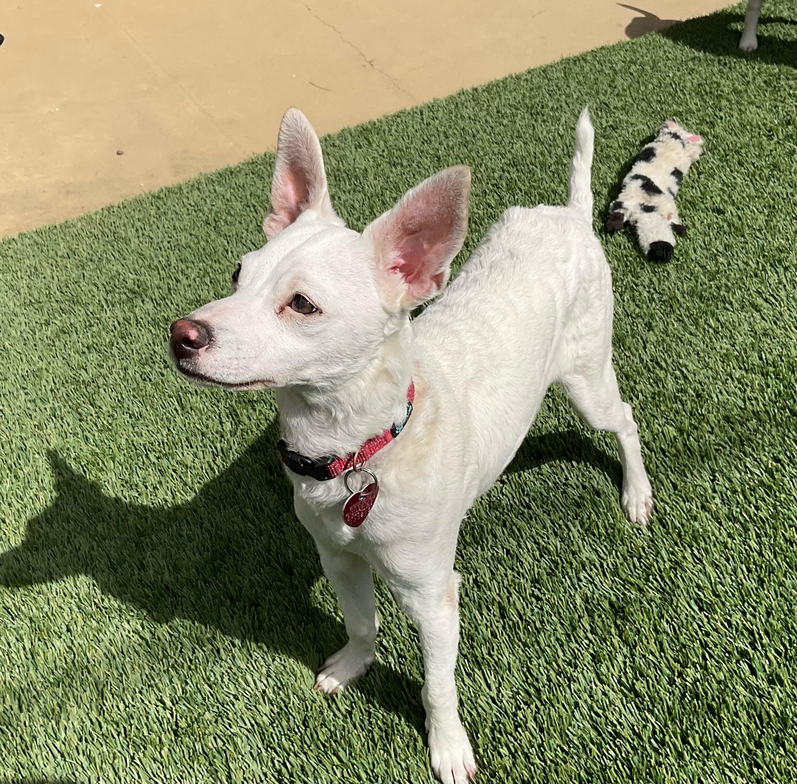 Zero, a ADOPTABLE mixed breed in Burbank, CA image 4/6