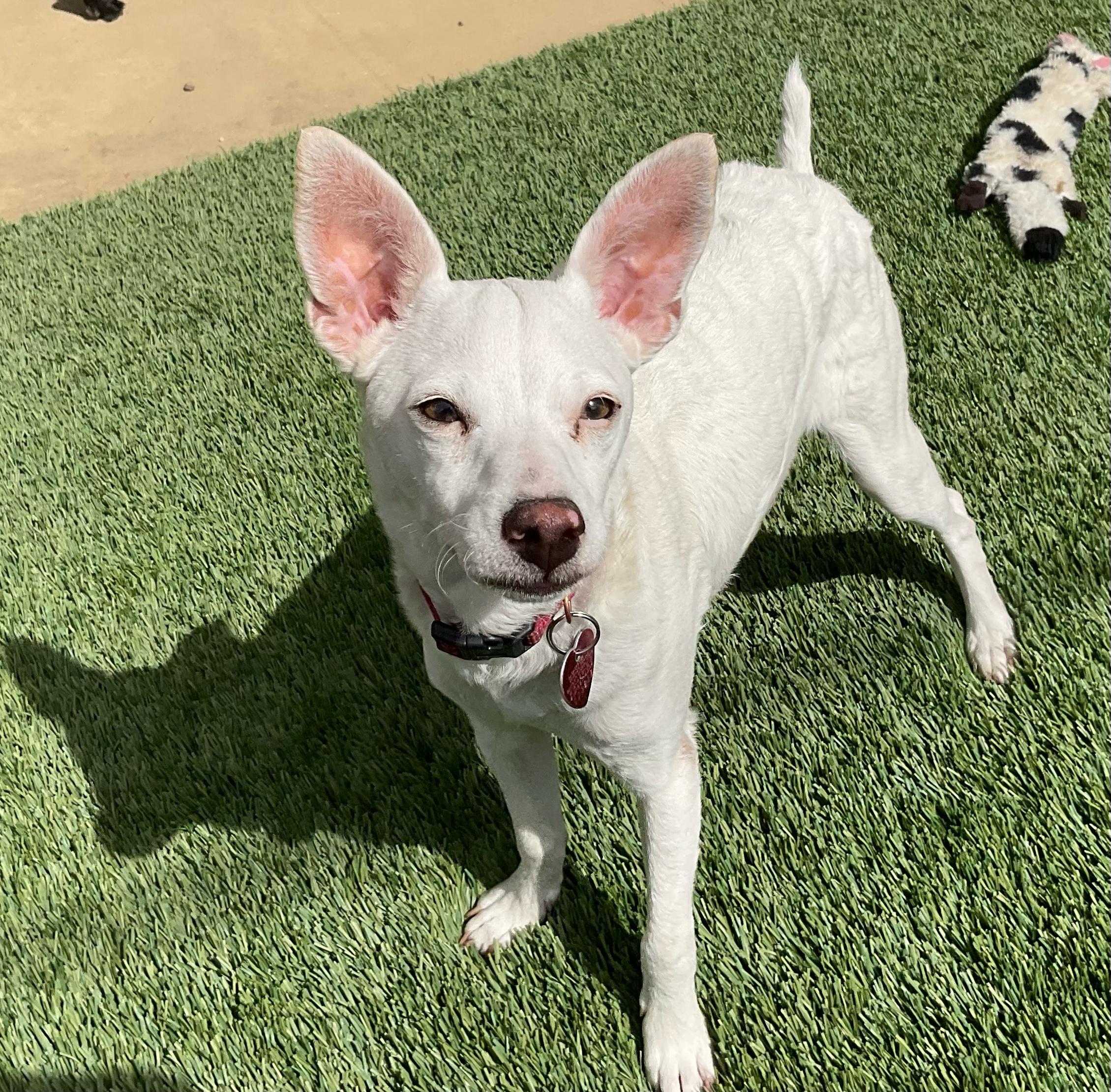 Zero, ADOPTABLE, Young Male Chihuahua.