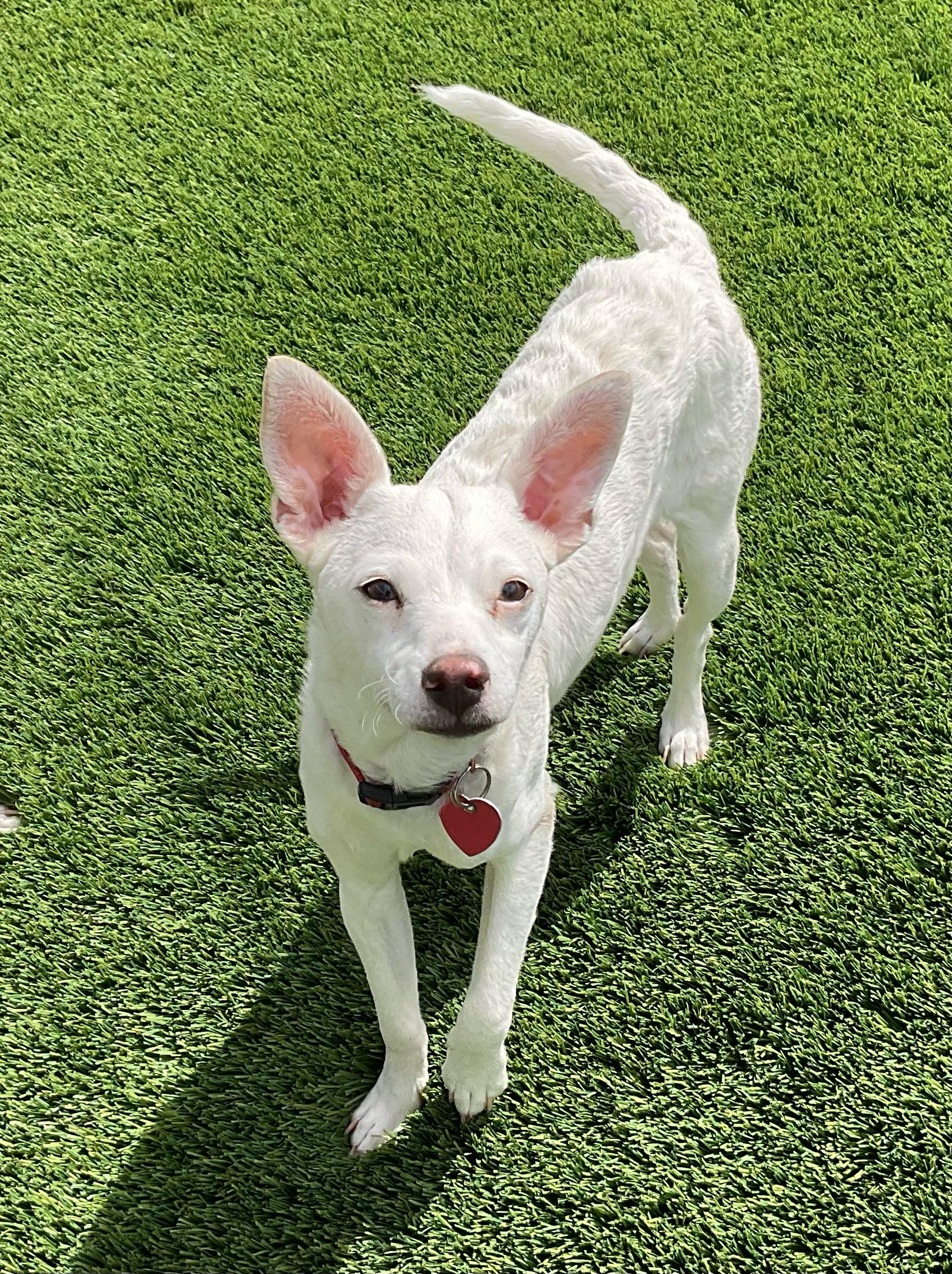 Zero, a ADOPTABLE mixed breed in Burbank, CA image 3/6