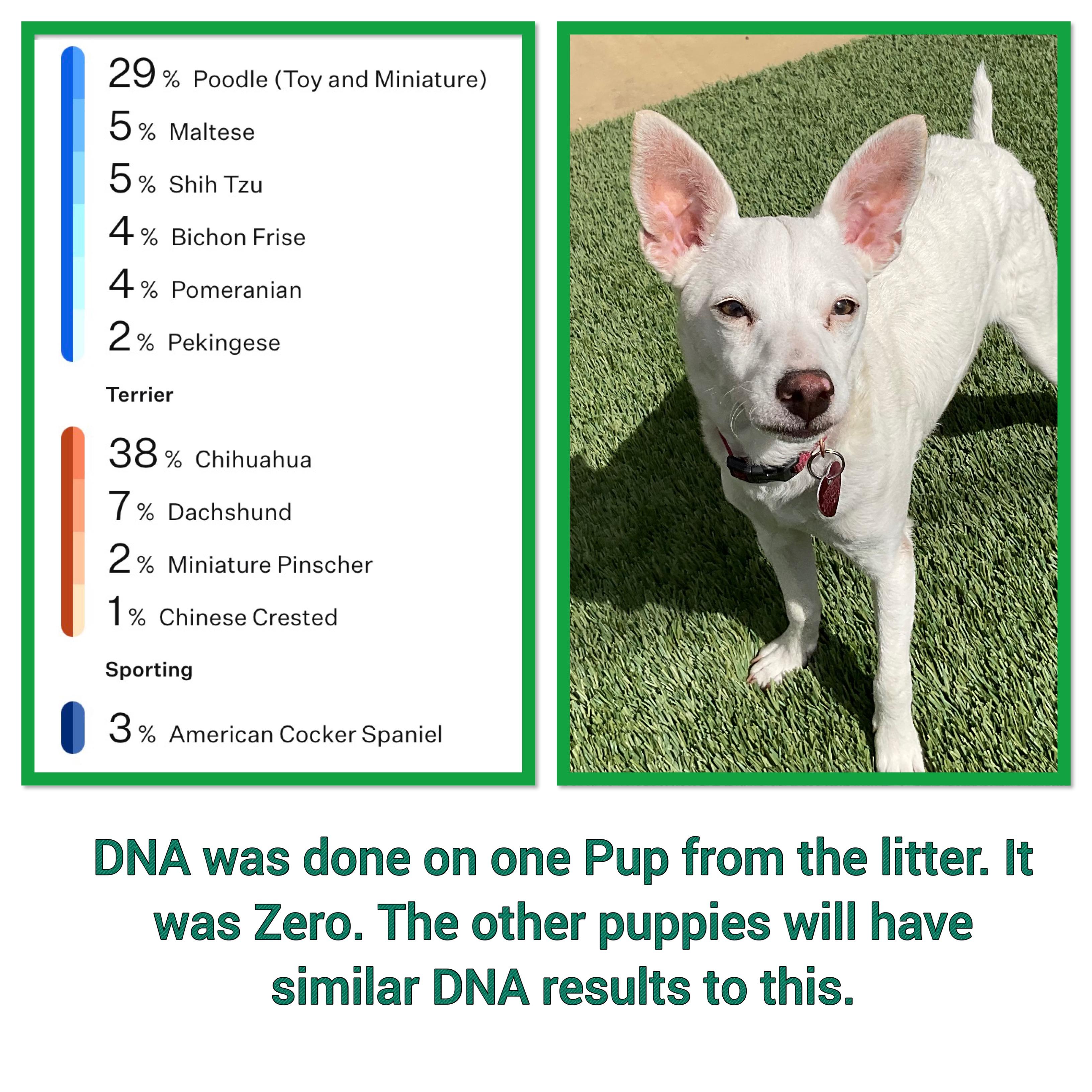 Zero, a ADOPTABLE mixed breed in Burbank, CA image 5/6