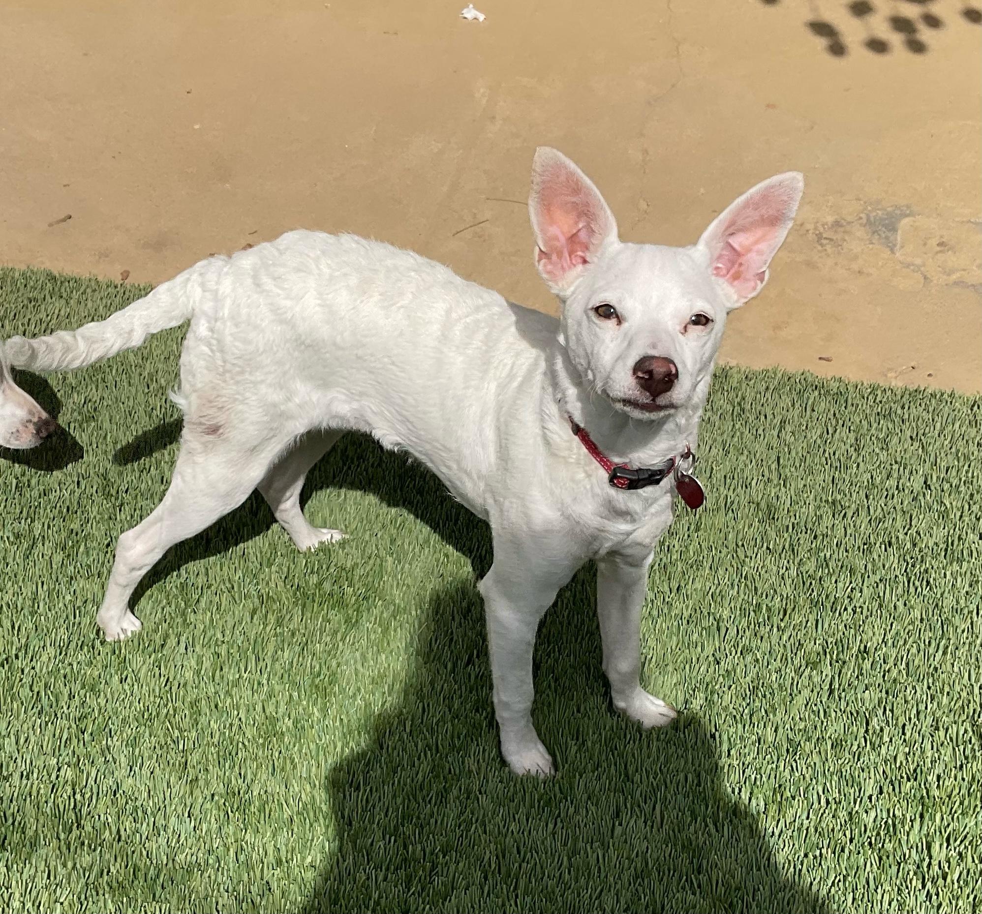 Zero, a ADOPTABLE mixed breed in Burbank, CA image 6/6