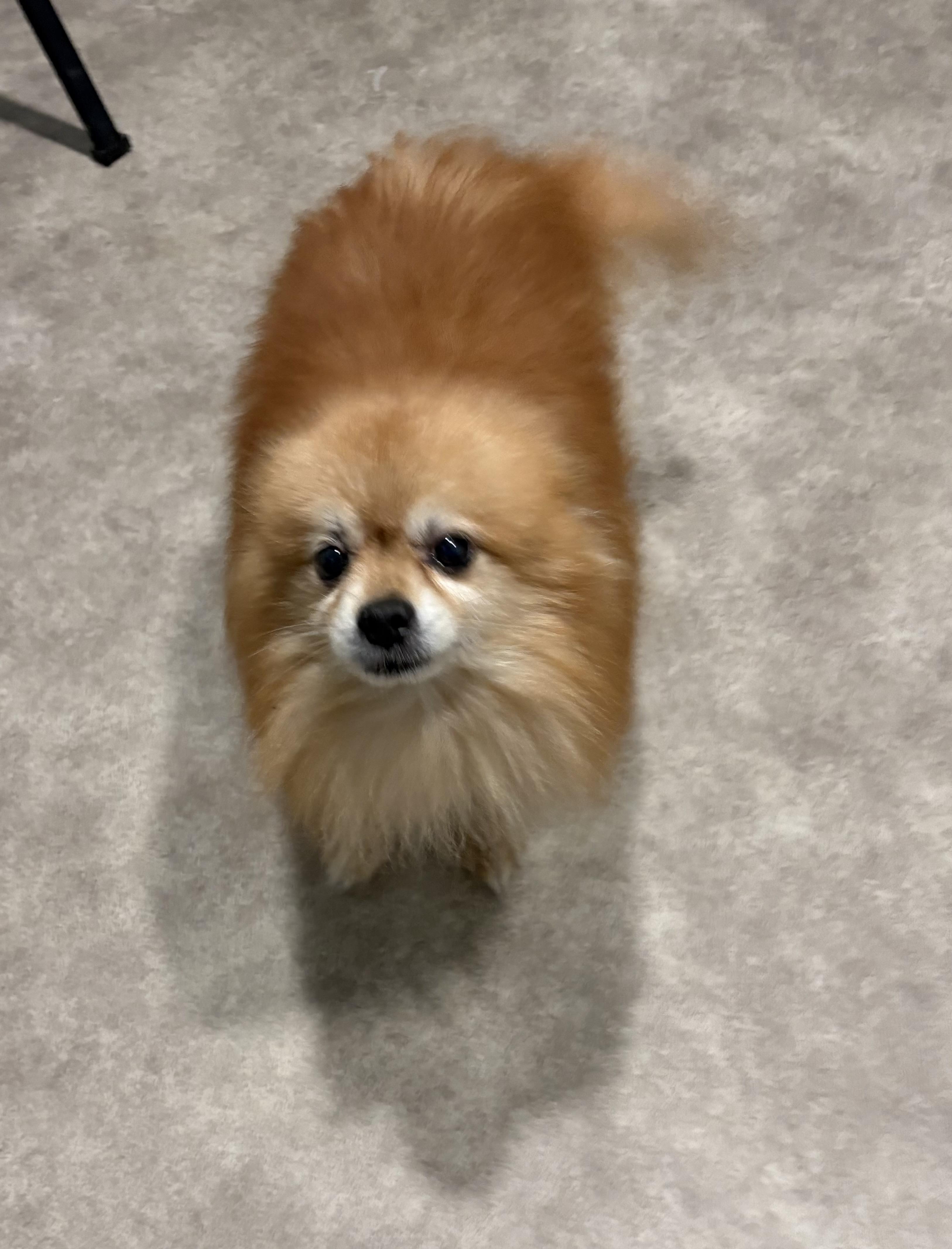 Squeak, an adopted Pomeranian in Grant, NE image 2/4
