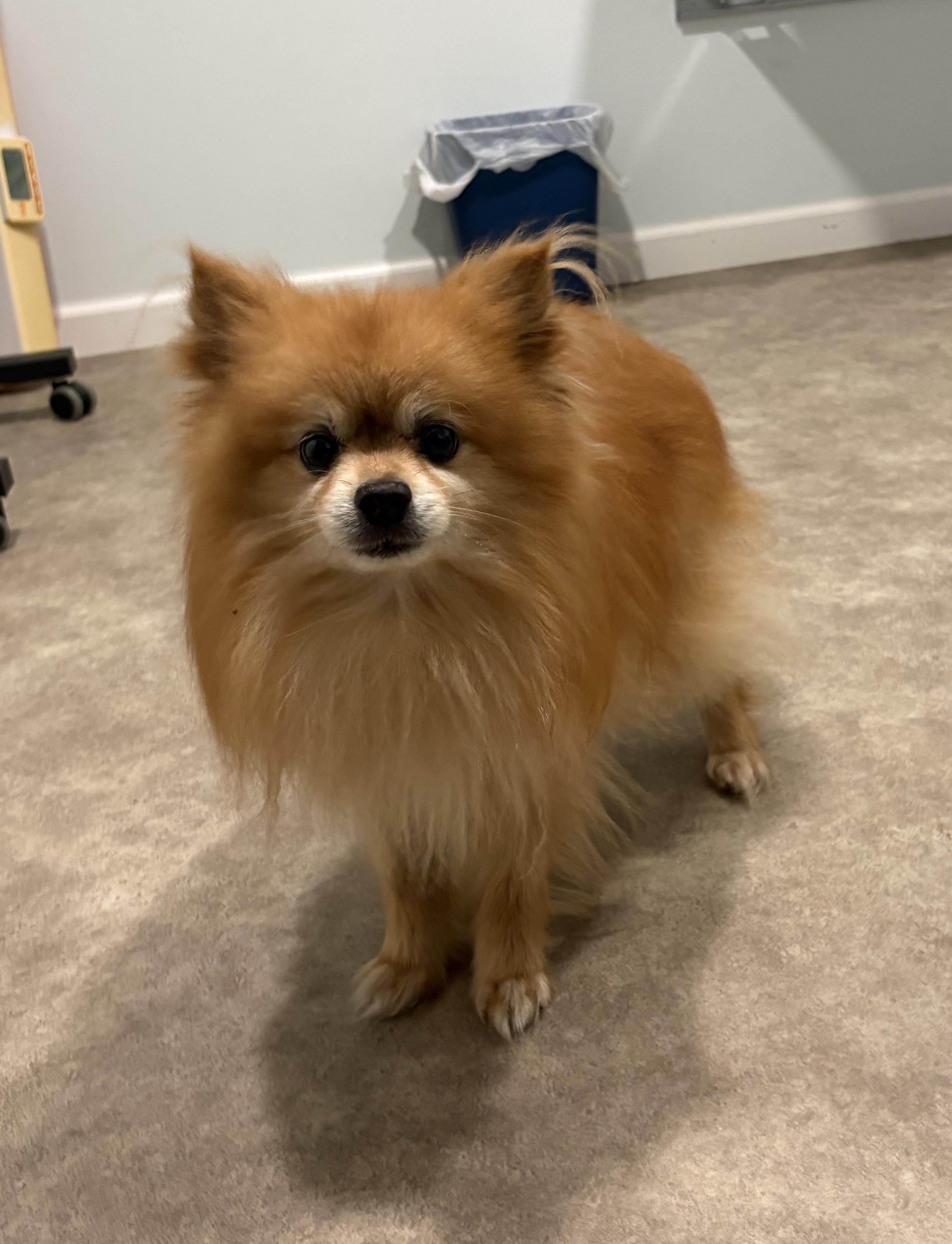 Squeak, adopted, Senior Male Pomeranian.