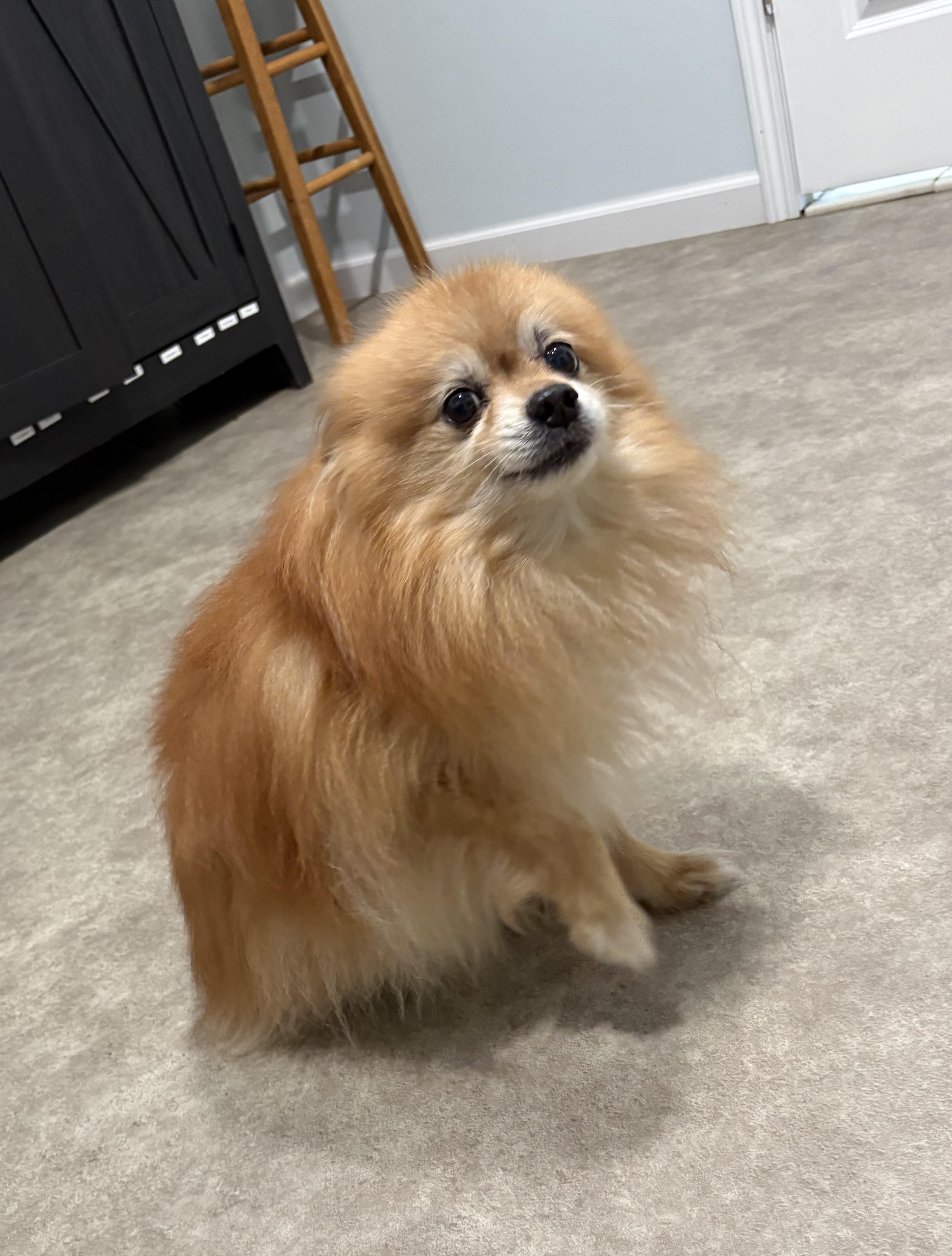 Squeak, an adopted Pomeranian in Grant, NE image 3/4