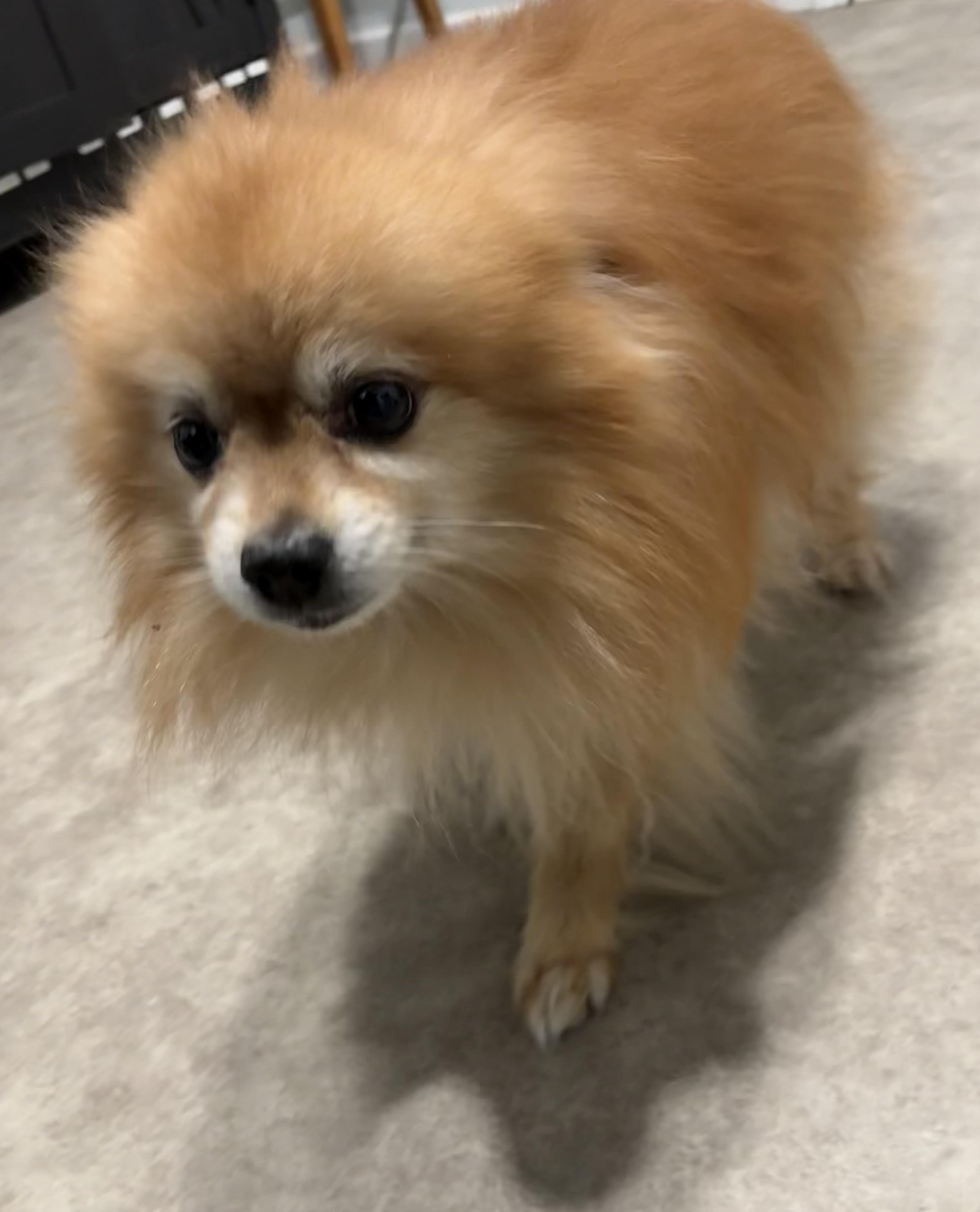 Squeak, an adopted Pomeranian in Grant, NE image 4/4