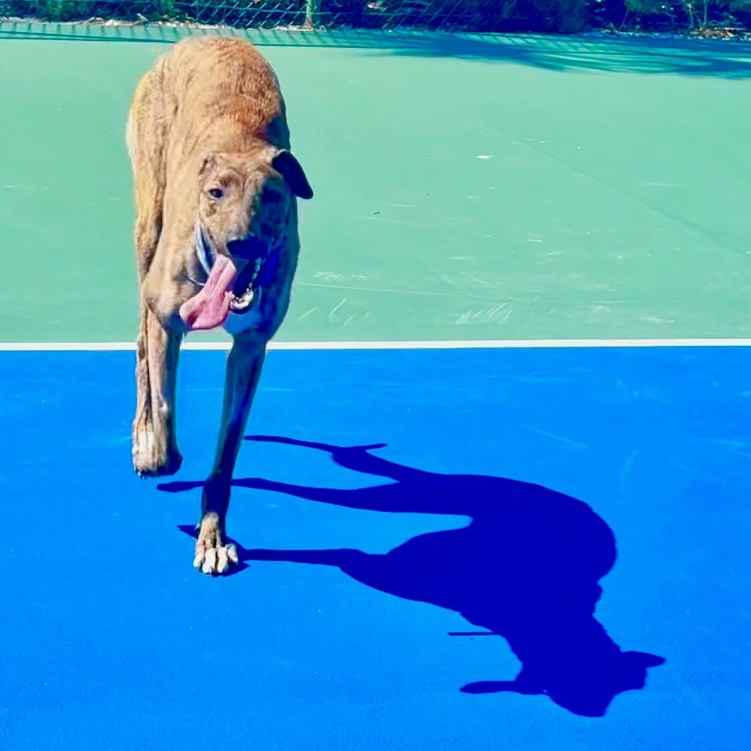 Enlarge Alohas Rock (Rock), an adopted Greyhound in North Port, FL image 2/4