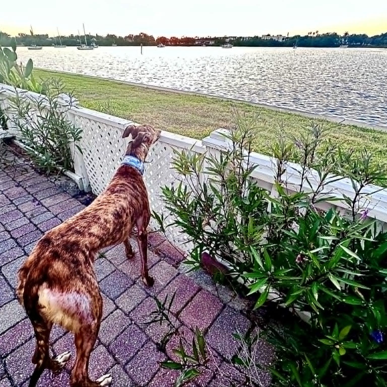 Enlarge Alohas Rock (Rock), an adopted Greyhound in North Port, FL image 4/4