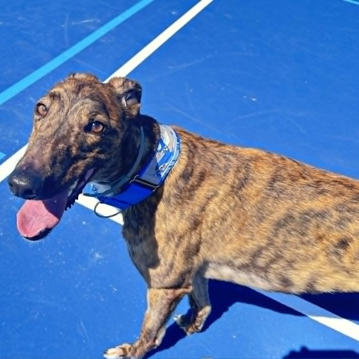 Enlarge Alohas Rock (Rock), an adopted Greyhound in North Port, FL image 1/4