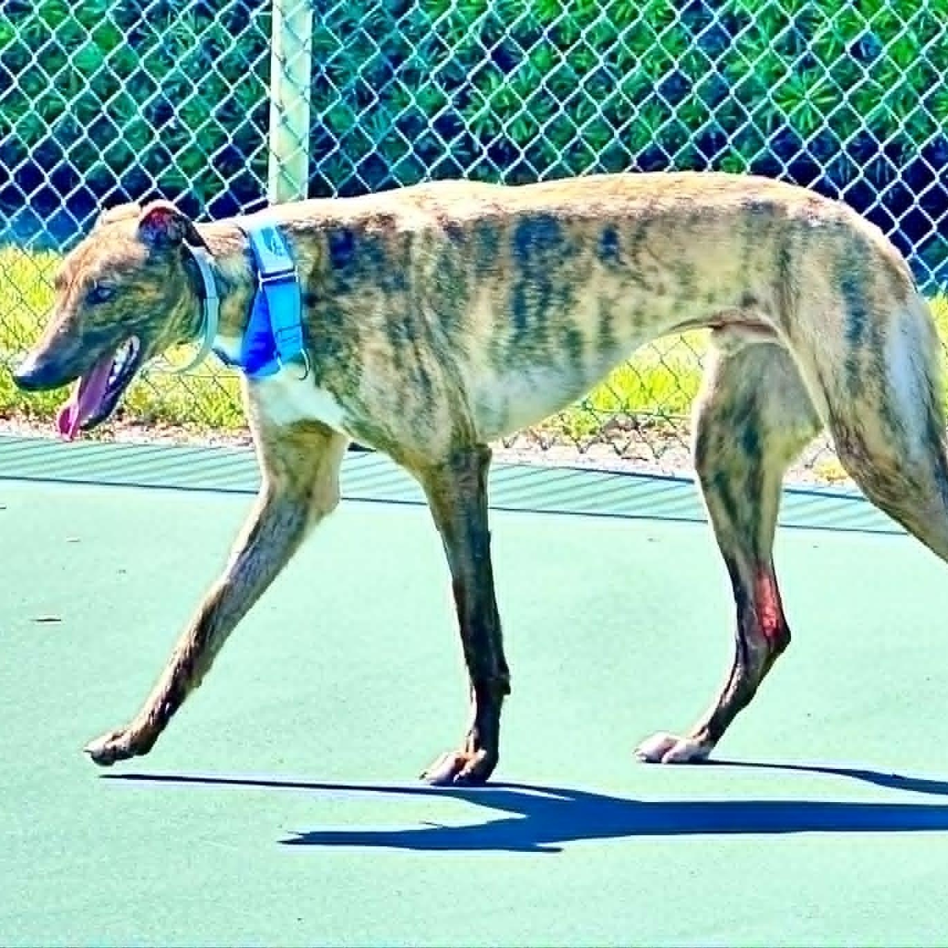 Enlarge Alohas Rock (Rock), an adopted Greyhound in North Port, FL image 3/4