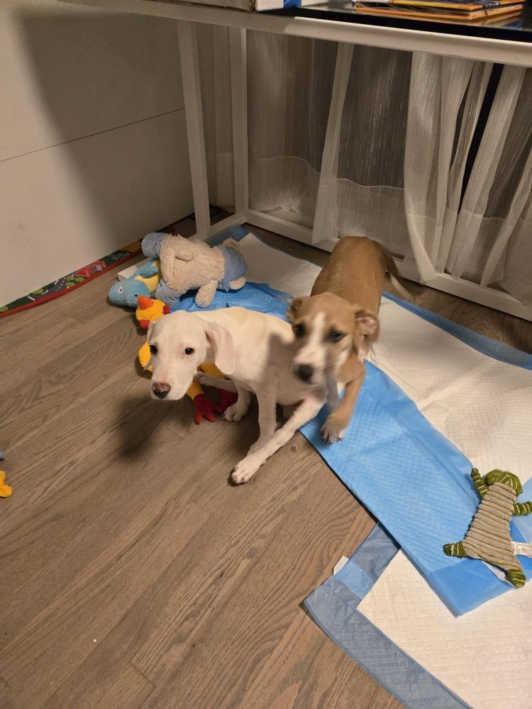 JUBILEE, Adoptable, Puppy Female Pit Bull Terrier.