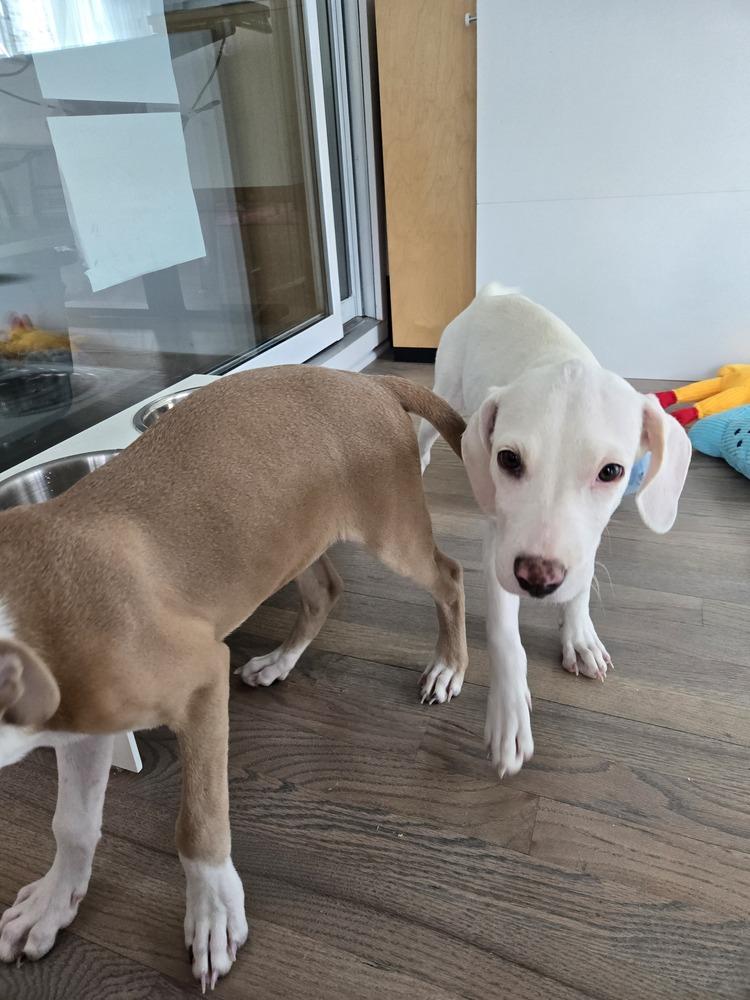 Enlarge JUBILEE, a Adoptable Pit Bull Terrier in Thornton, CO image 2/6