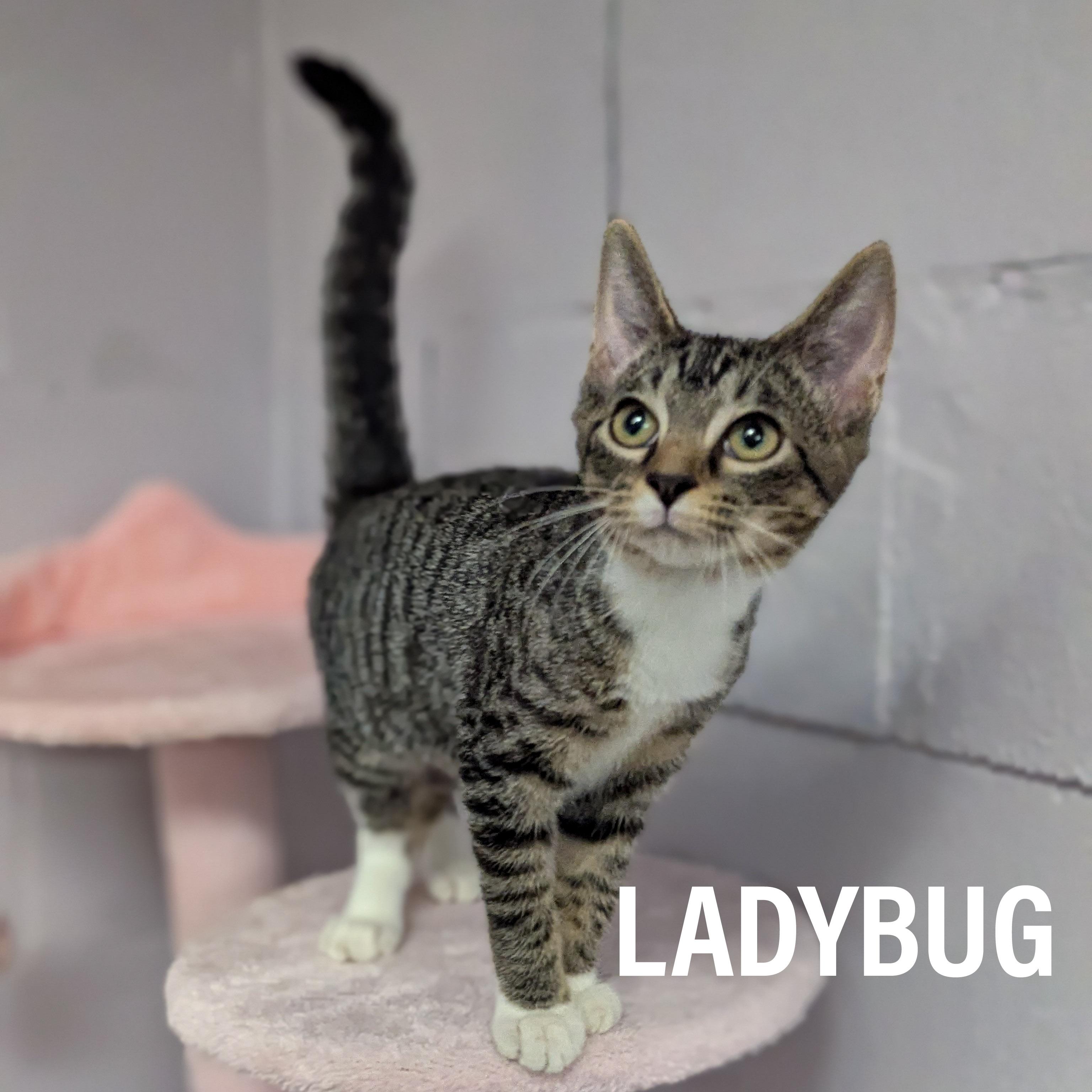 KITTENS II-Female & Male, a Adoptable mixed breed in Griffith, IN image 1/5