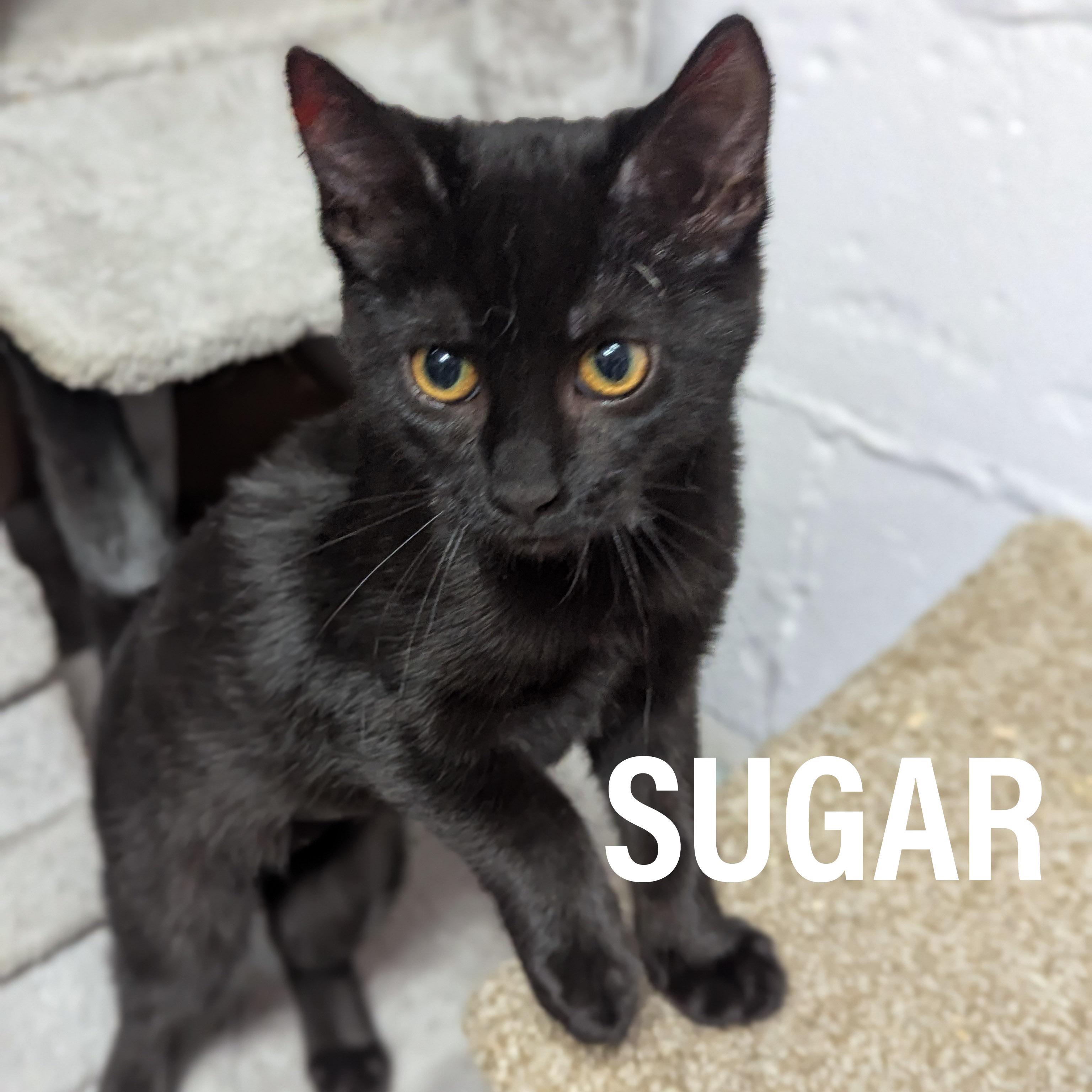 KITTENS II- Female, an adoptable mixed breed in Griffith, IN image 1/3