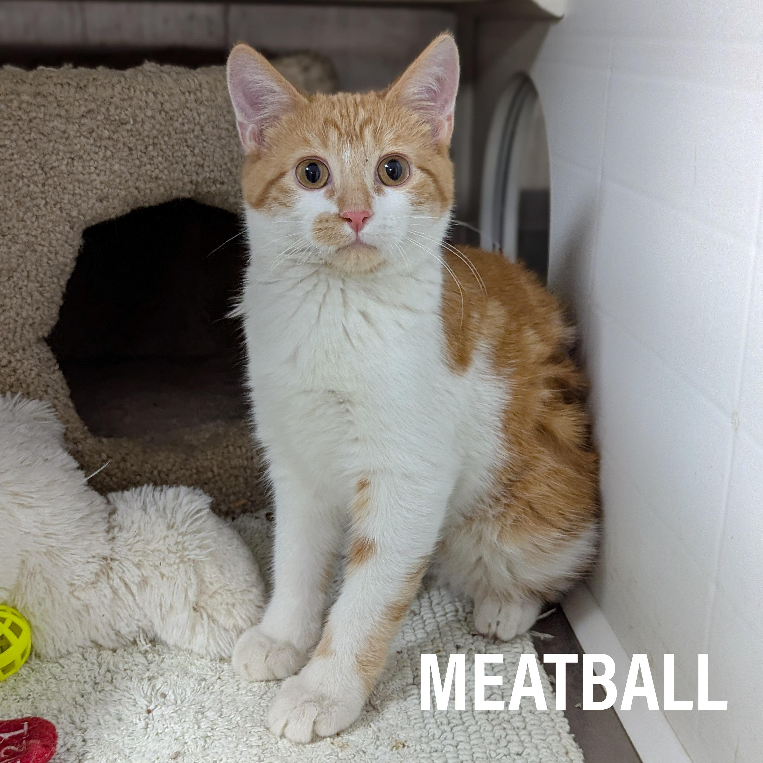 Enlarge KITTENS II- Male & Female , a Adoptable mixed breed in Griffith, IN image 1/2