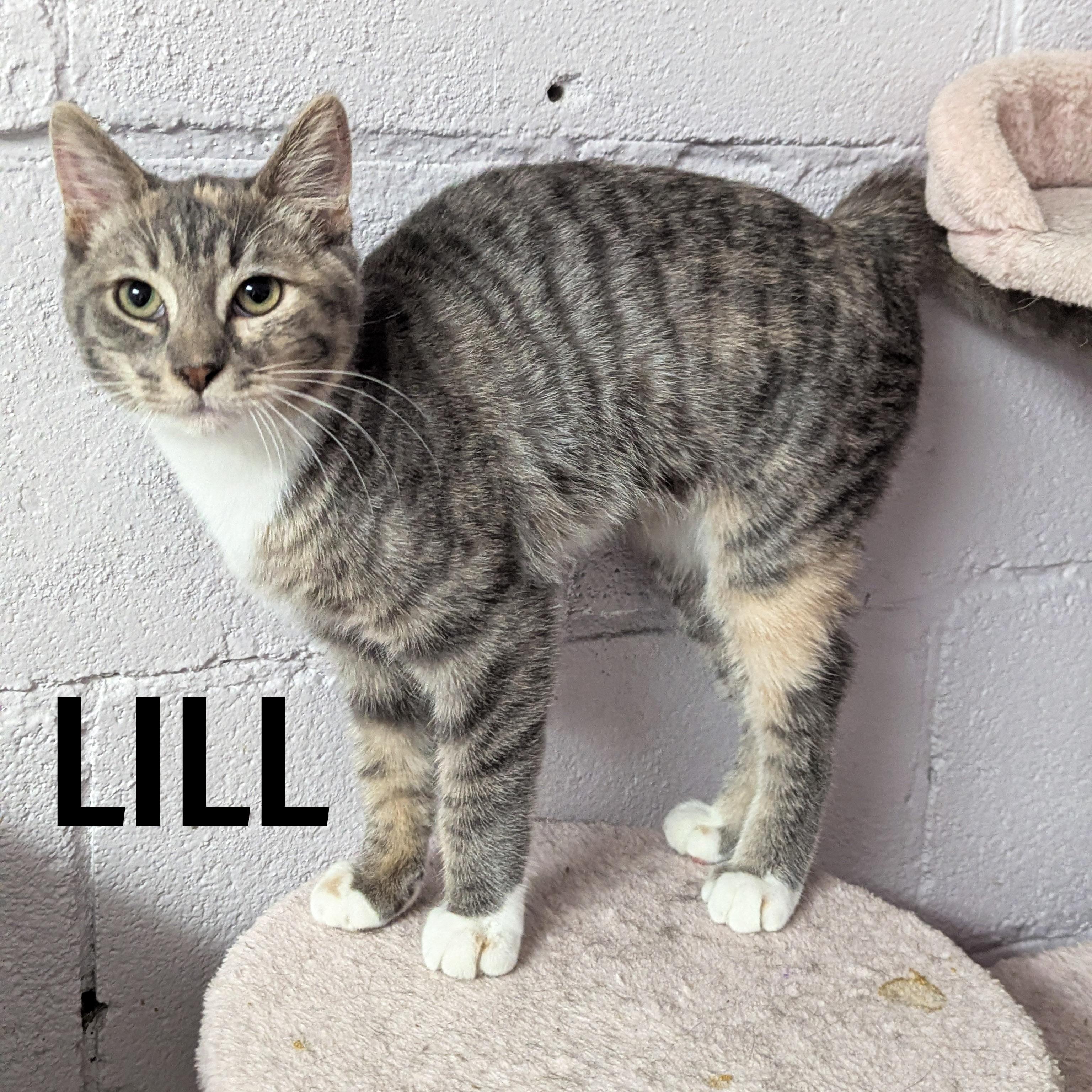 Enlarge KITTENS II- Female, an adoptable mixed breed in Griffith, IN image 5/5