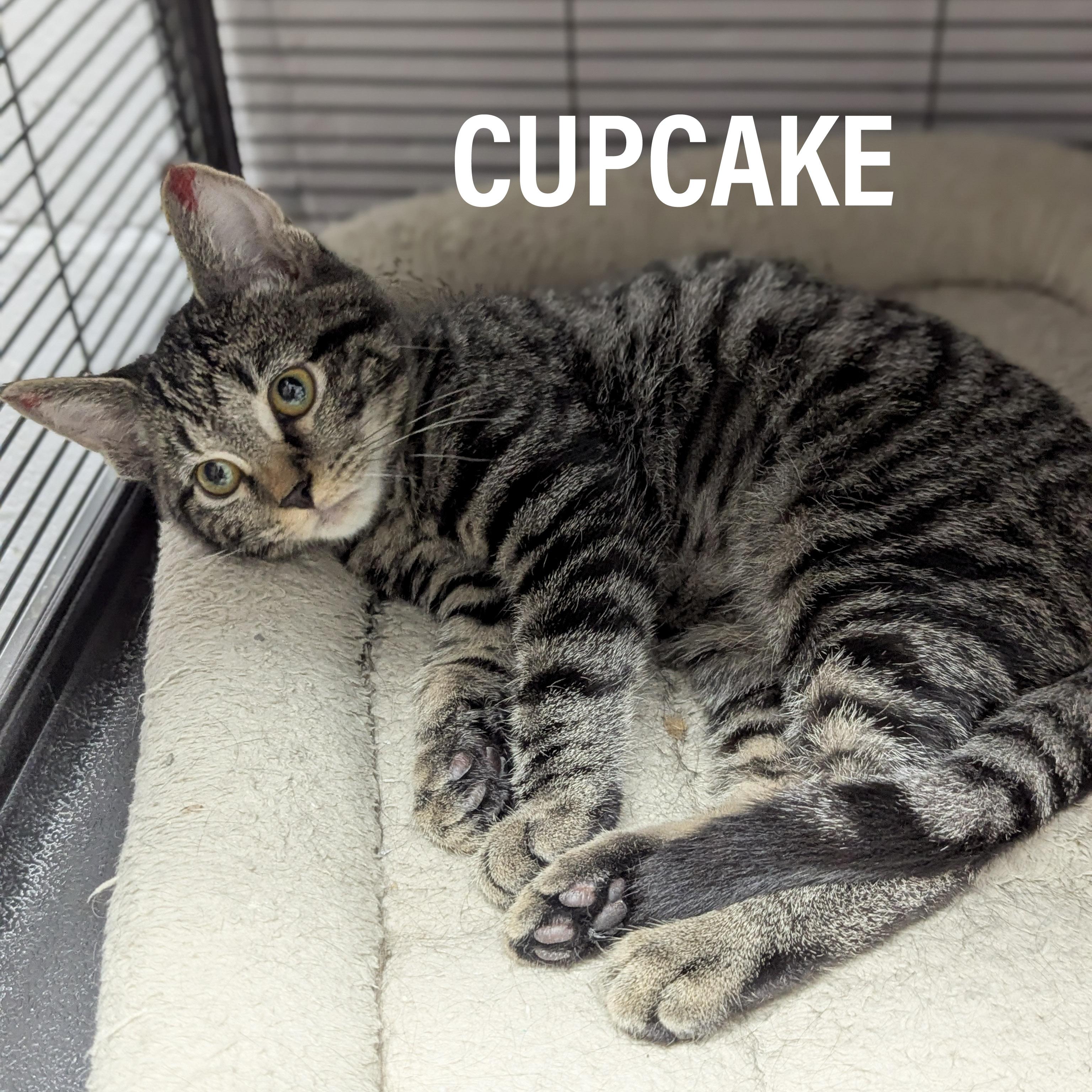 KITTENS II- Female, an adoptable mixed breed in Griffith, IN image 3/3