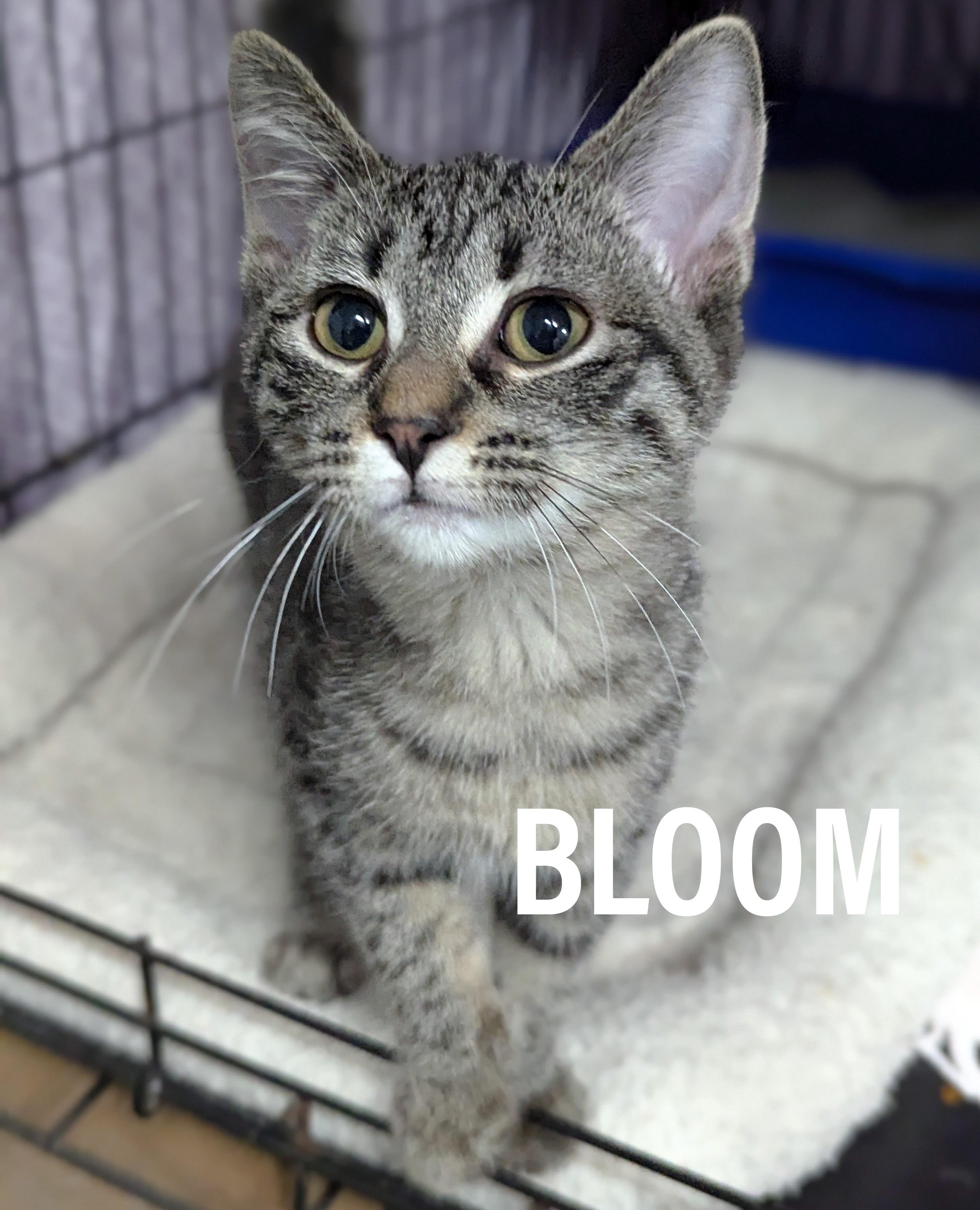 Enlarge KITTENS II- Female & Male, an adoptable mixed breed in Griffith, IN image 6/6