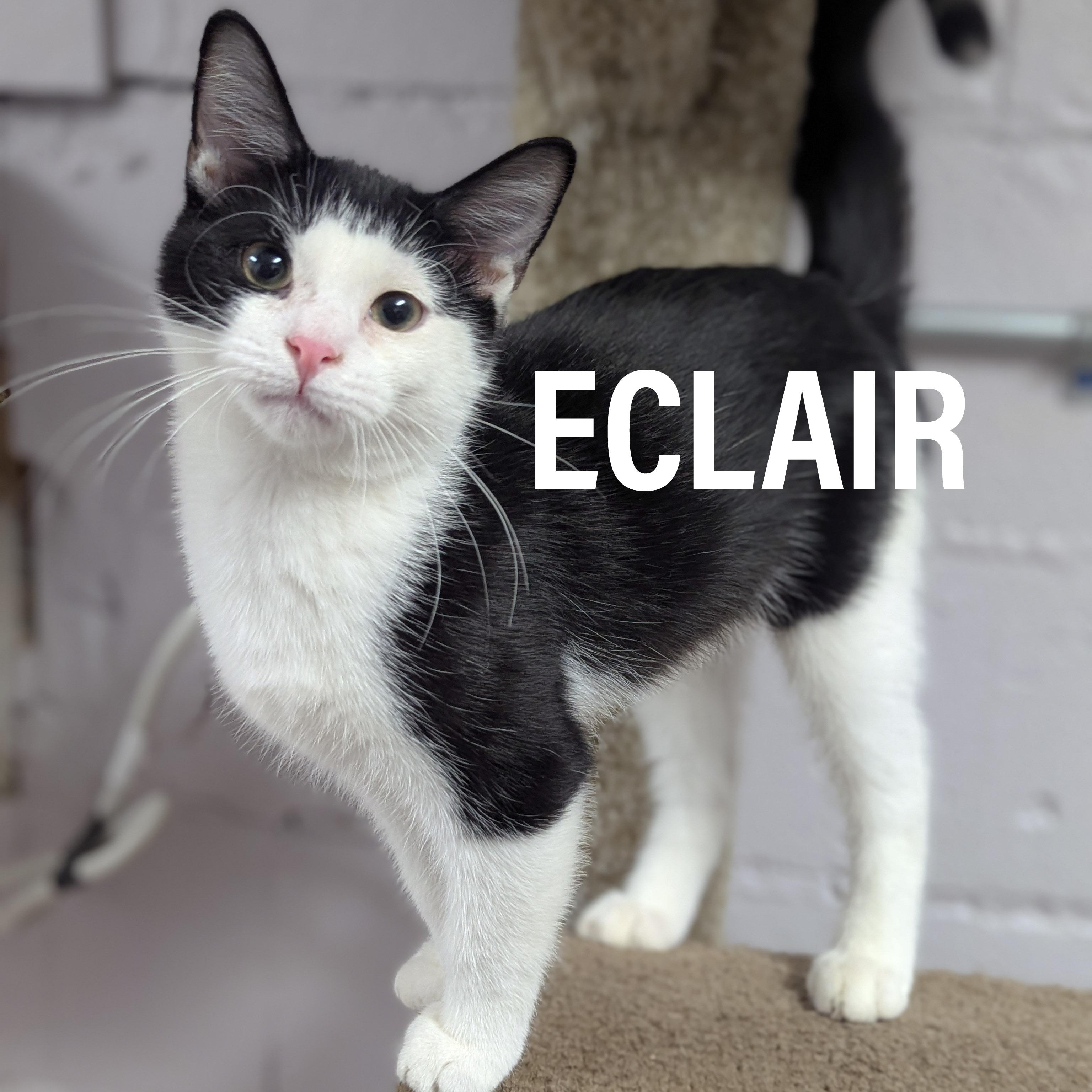 KITTENS II-Female & Male, a Adoptable mixed breed in Griffith, IN image 5/5