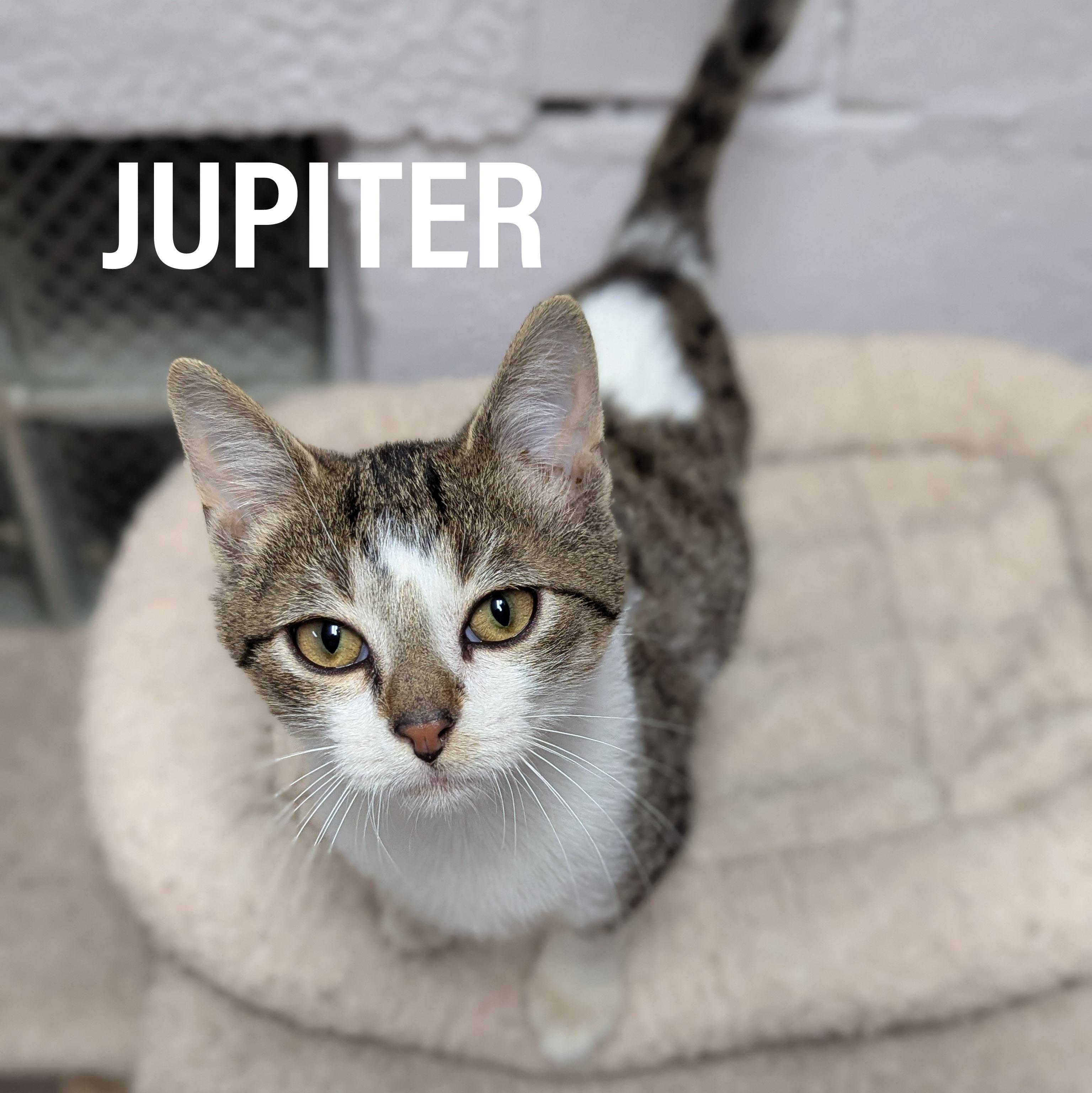 Enlarge KITTENS II- Male & Female , an adoptable mixed breed in Griffith, IN image 3/4