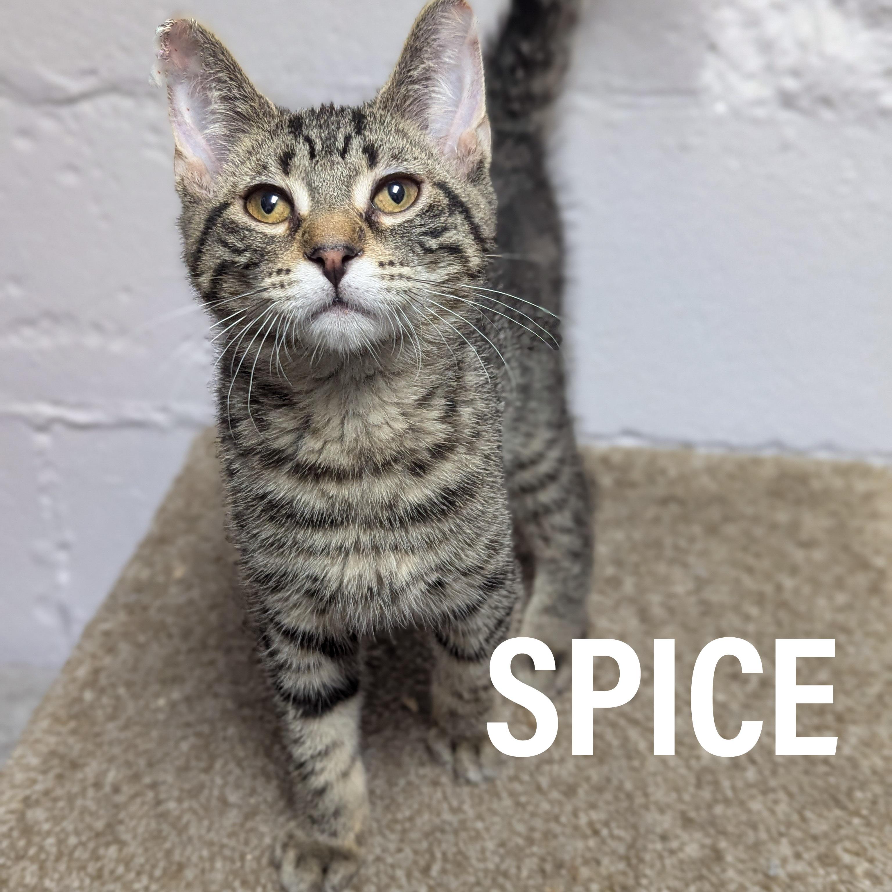 KITTENS II- Female, an adoptable mixed breed in Griffith, IN image 2/3