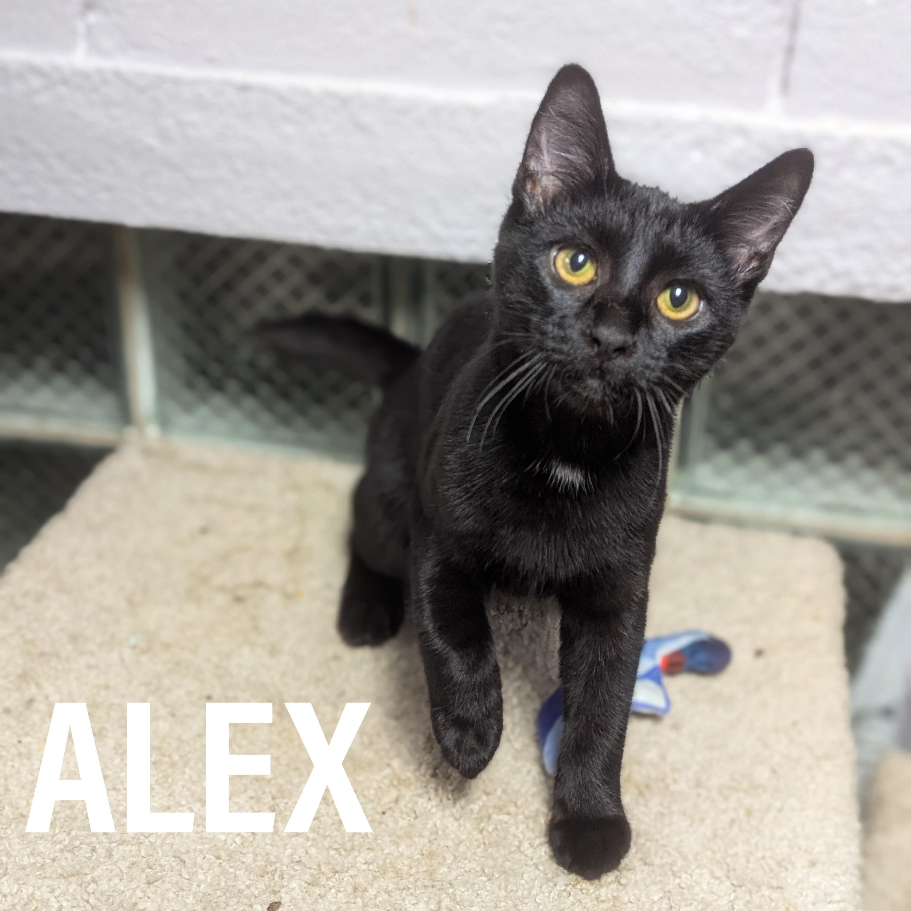 KITTENS II-Female & Male, Adoptable, Kitten Female Domestic Short Hair & Tabby.