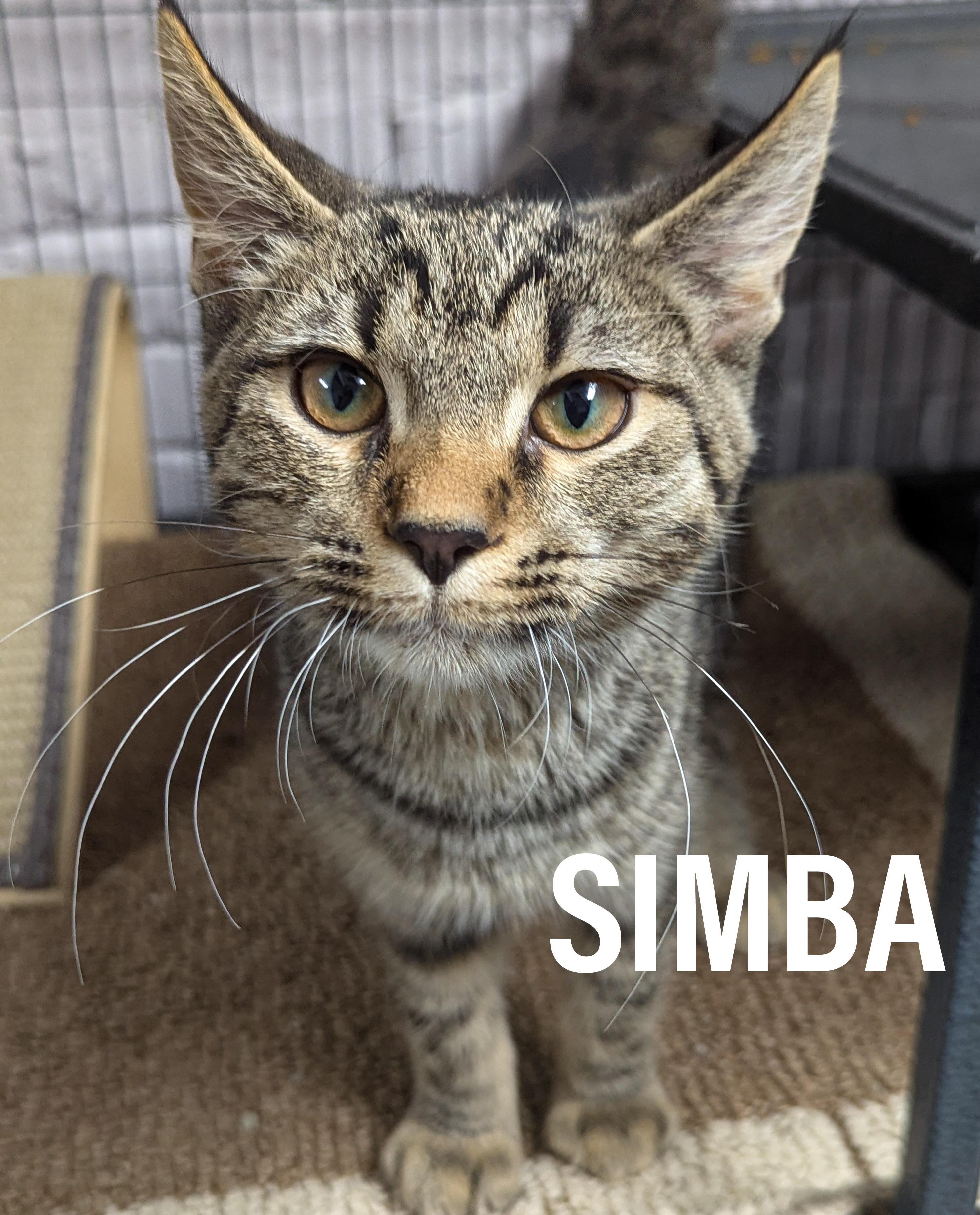 Enlarge KITTENS II- Female & Male, an adoptable mixed breed in Griffith, IN image 4/6