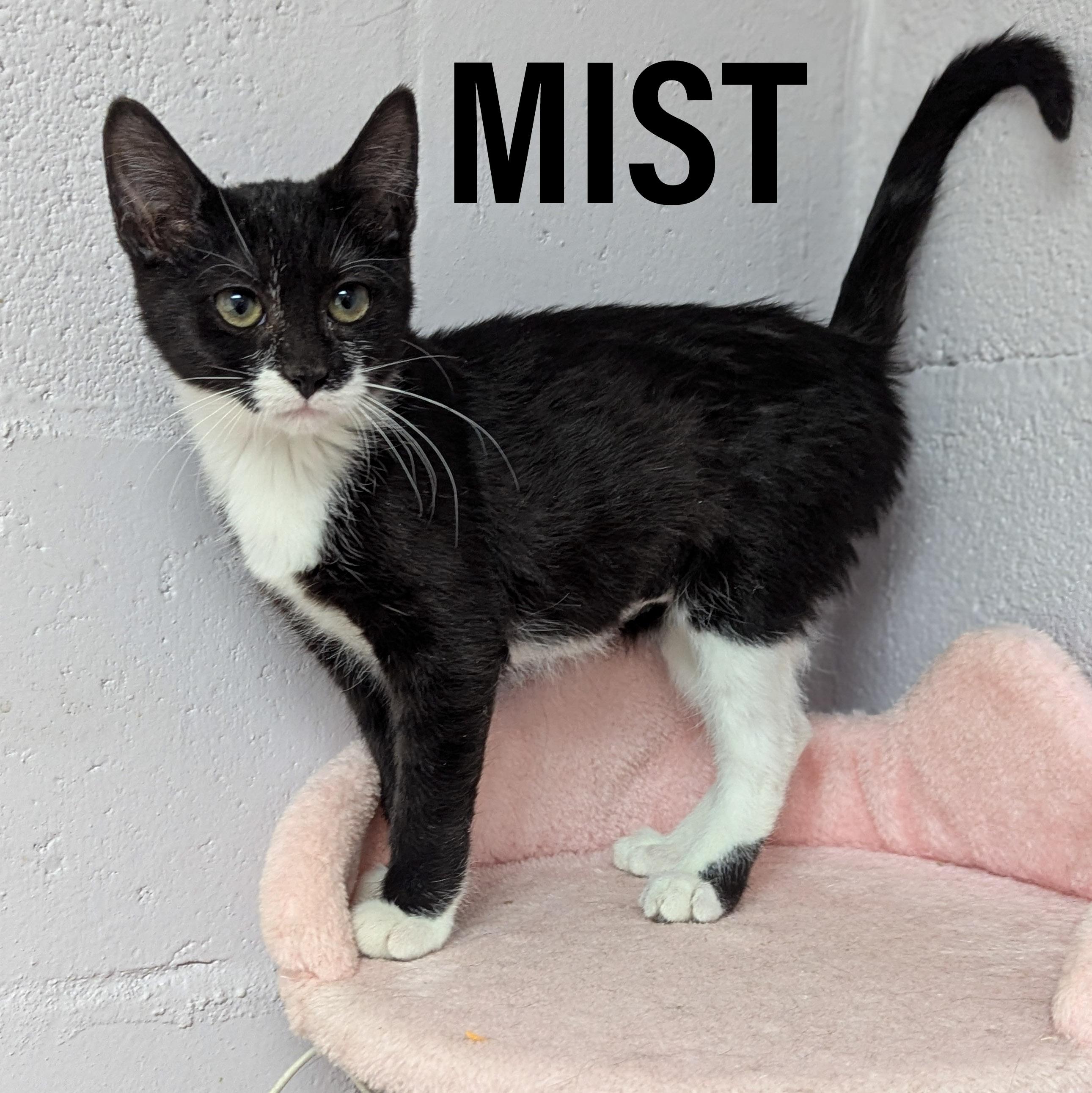 Enlarge KITTENS II- Male & Female , an adoptable mixed breed in Griffith, IN image 1/4