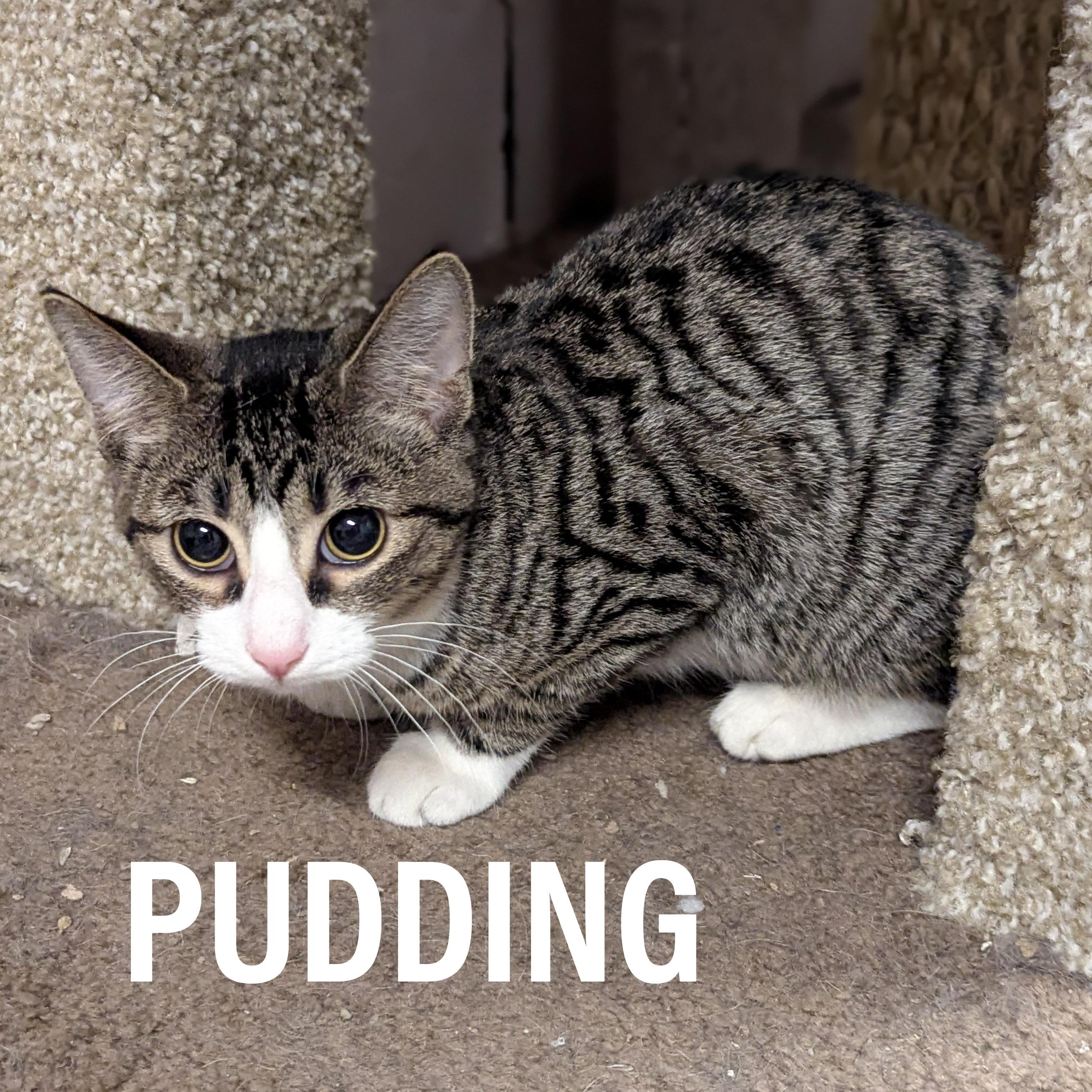 KITTENS II-Female & Male, a Adoptable mixed breed in Griffith, IN image 3/5