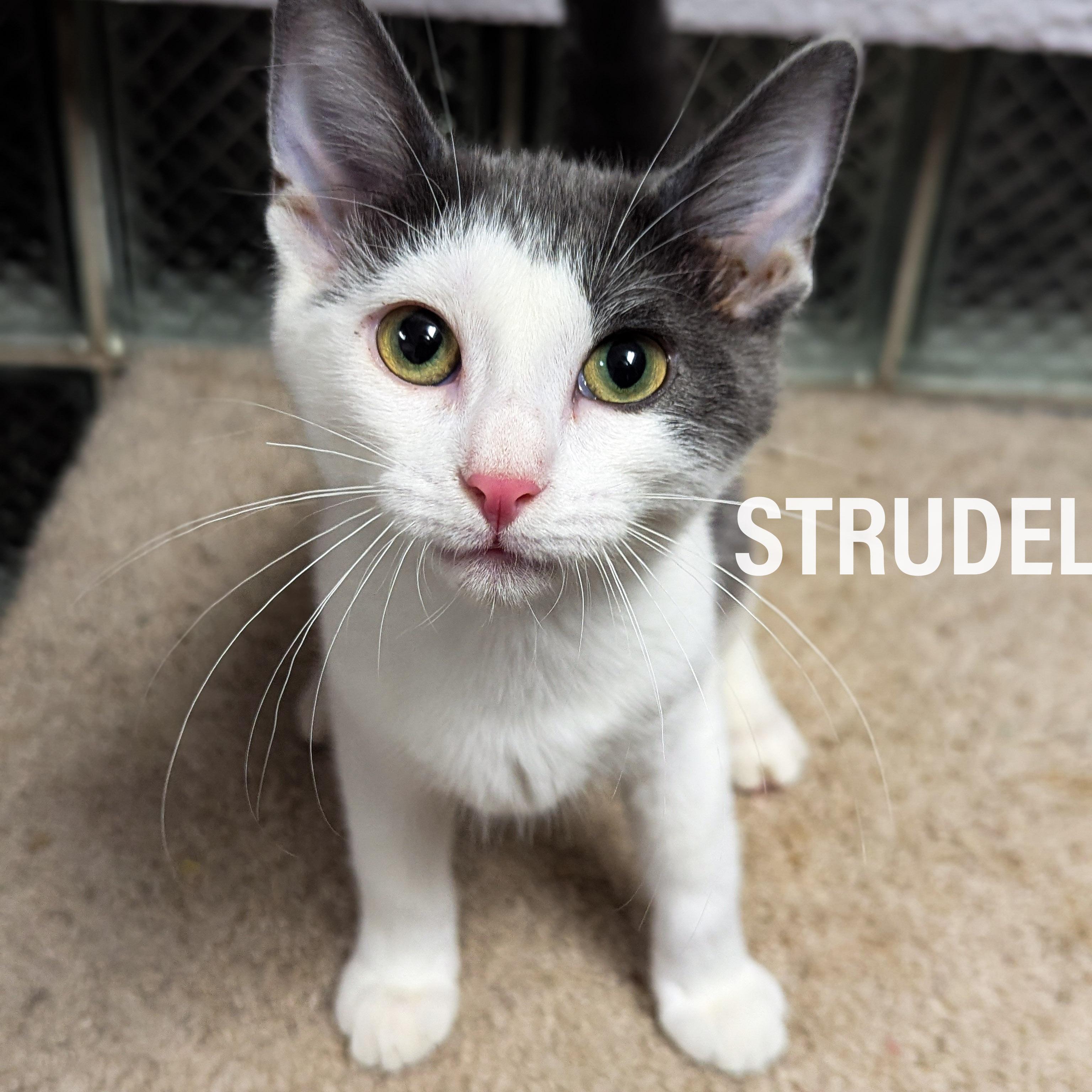 KITTENS II-Female & Male, a Adoptable mixed breed in Griffith, IN image 4/5