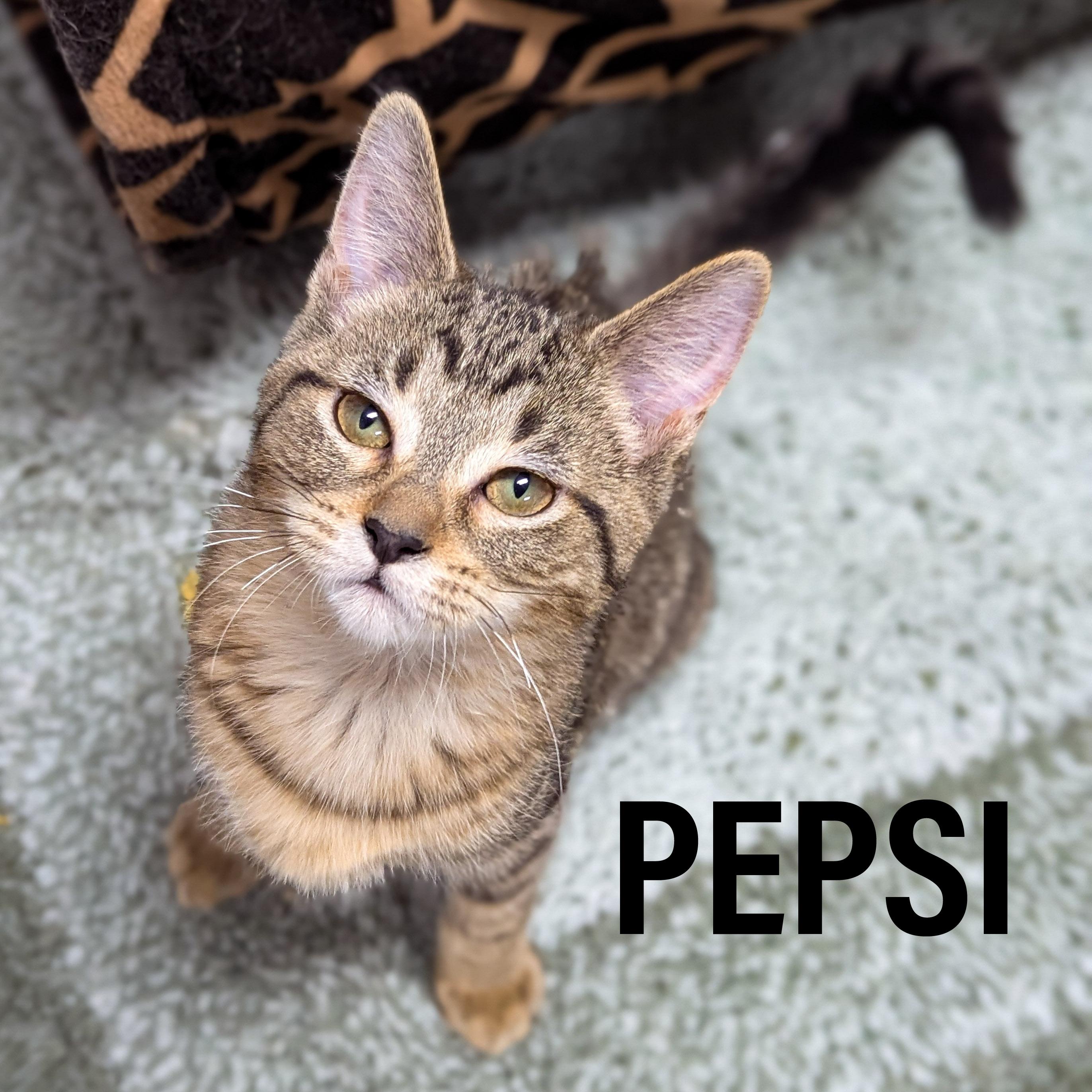 Enlarge KITTENS II- Male & Female , an adoptable mixed breed in Griffith, IN image 2/4